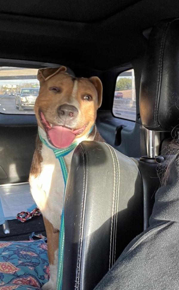 Morgan, Adoptable, Adult Female American Bulldog & Mixed Breed.