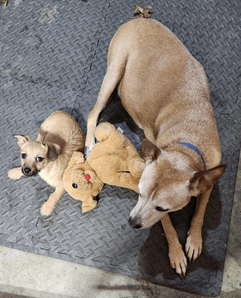 Enlarge Perry, a Adoptable mixed breed in Waterloo, IL image 1/6