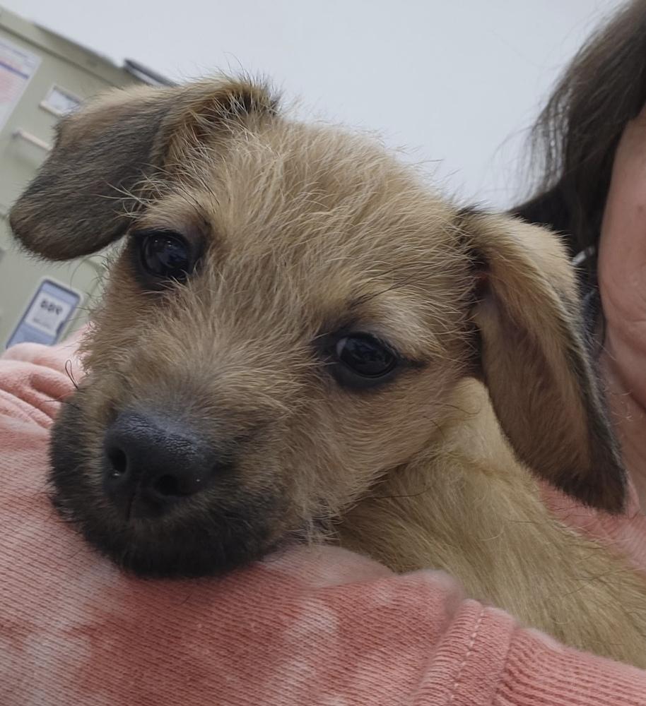 Enlarge Perry, a Adoptable mixed breed in Waterloo, IL image 2/6