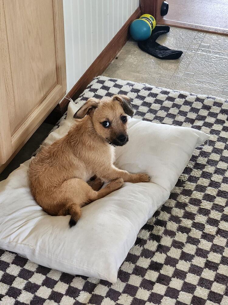 Enlarge Perry, a Adoptable mixed breed in Waterloo, IL image 4/6