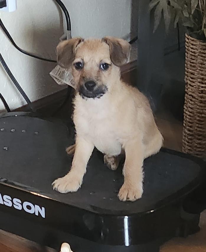 Enlarge Perry, a Adoptable mixed breed in Waterloo, IL image 5/6