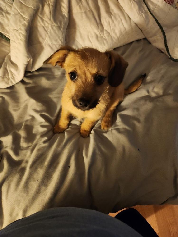 Enlarge Perry, a Adoptable mixed breed in Waterloo, IL image 6/6