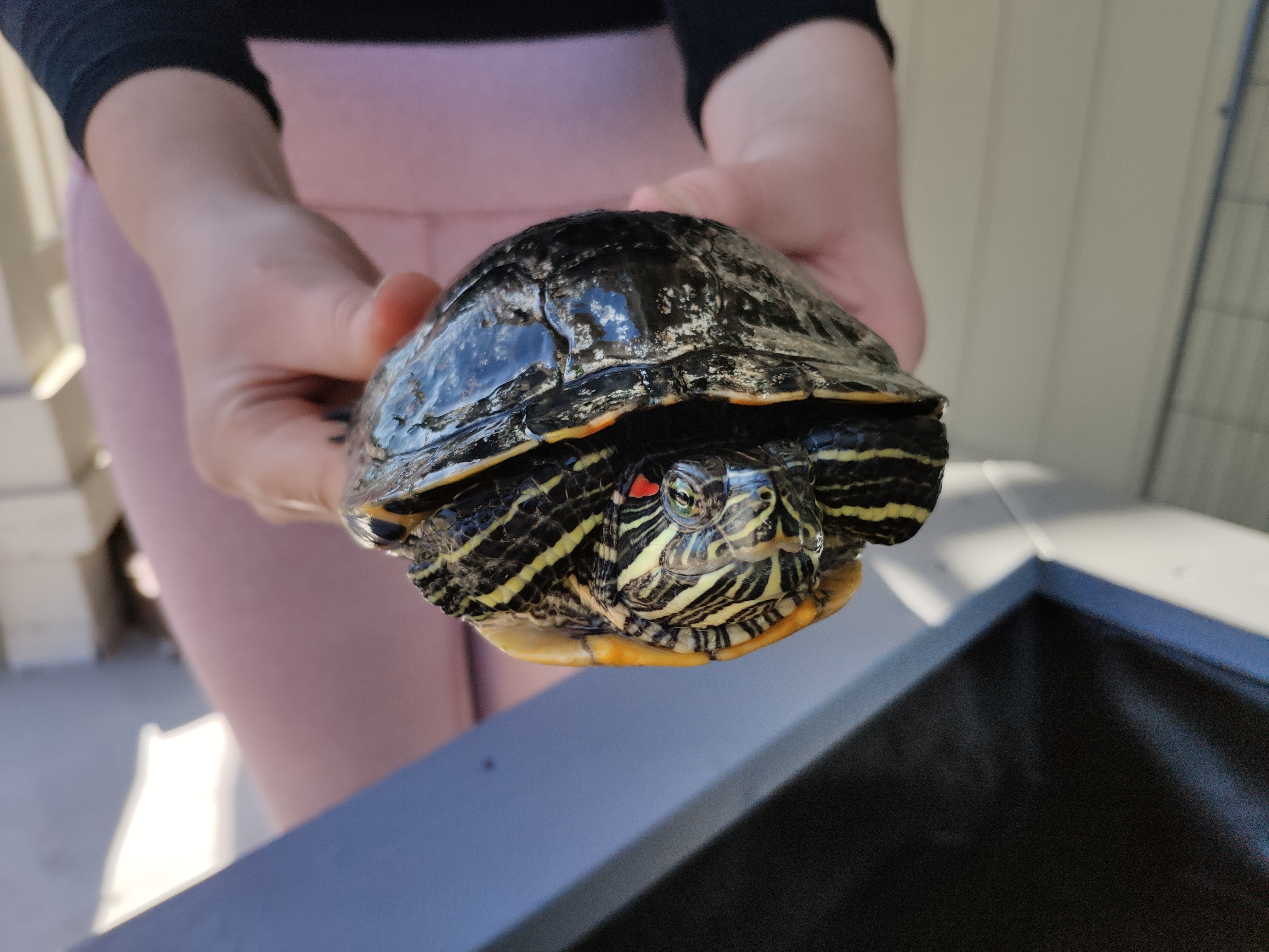 Various Red Eared Sliders photo 3