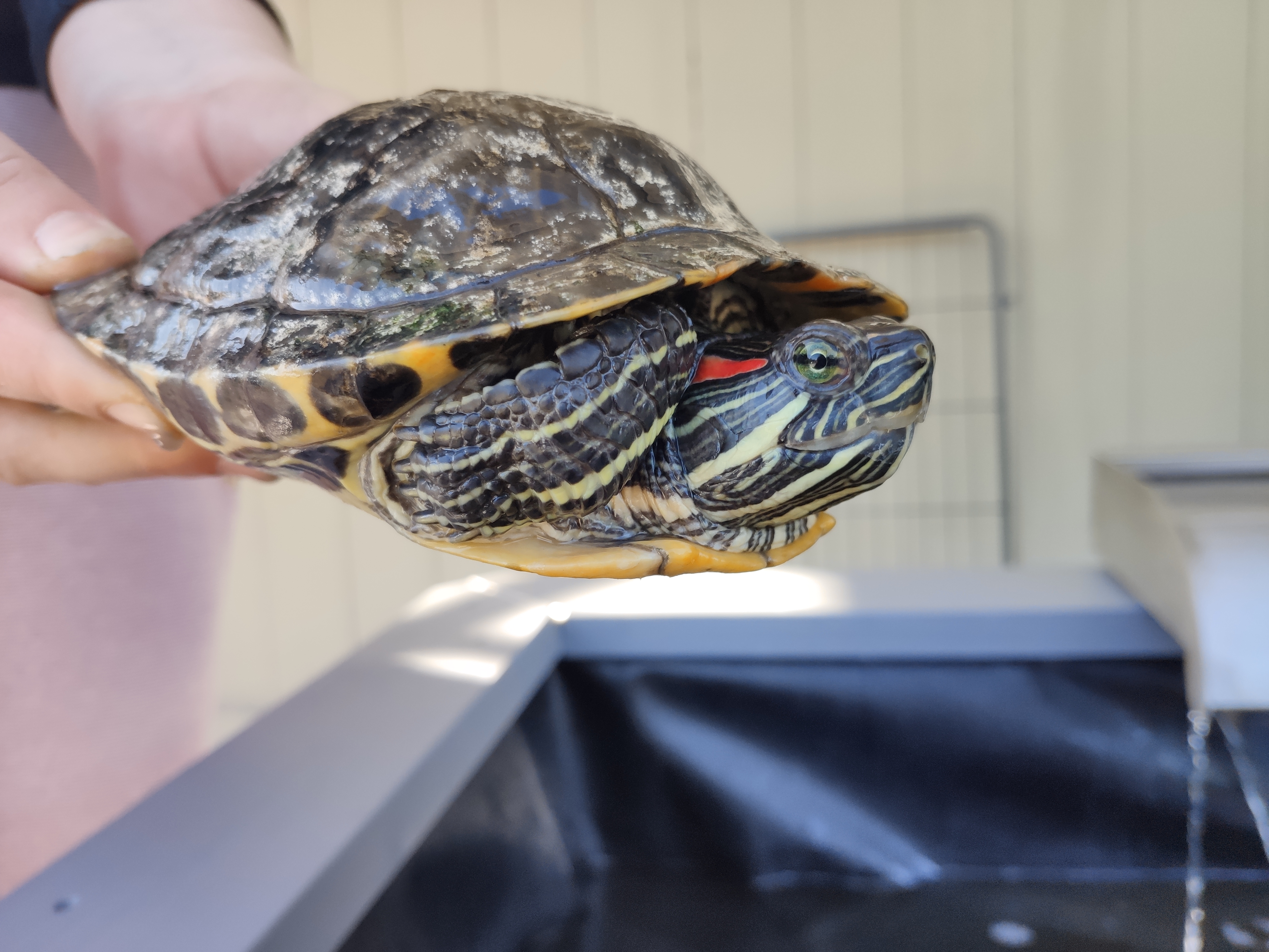 Various Red Eared Sliders