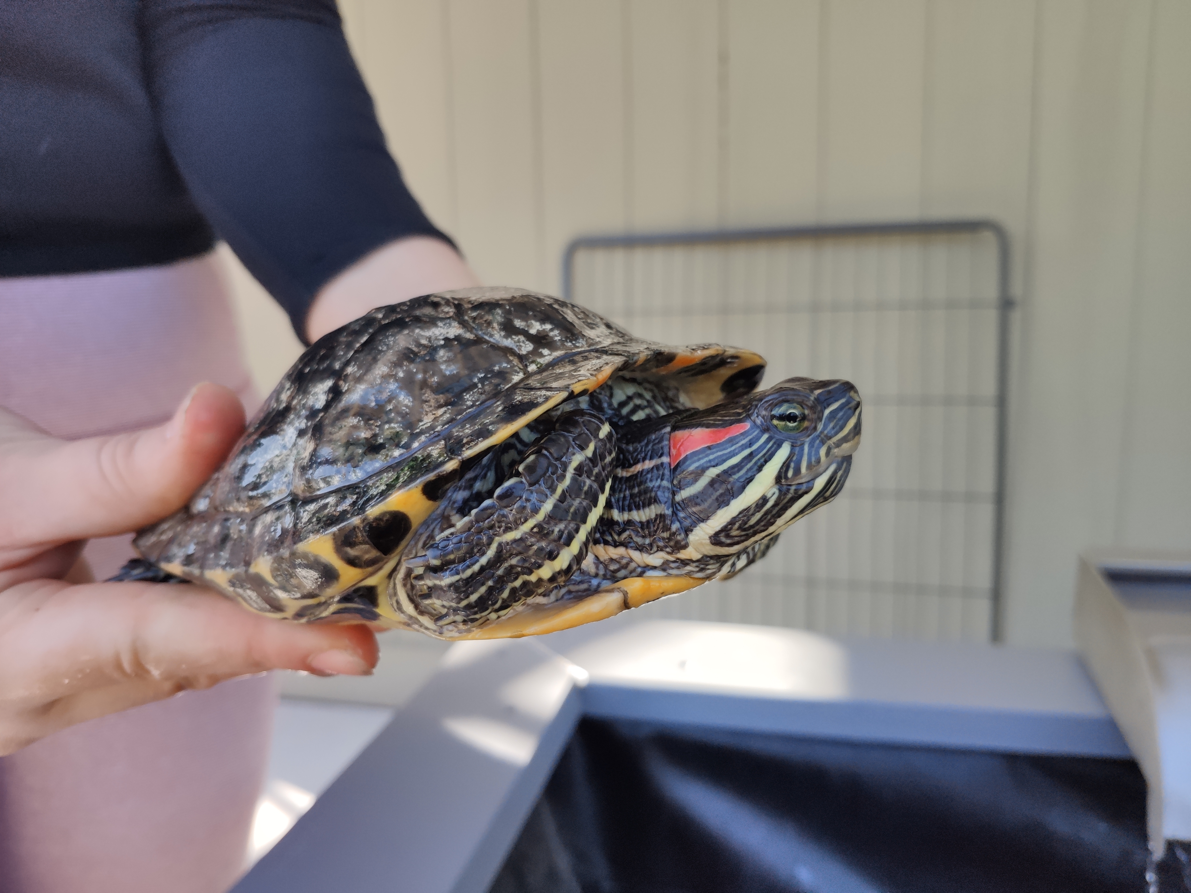 Various Red Eared Sliders photo 2