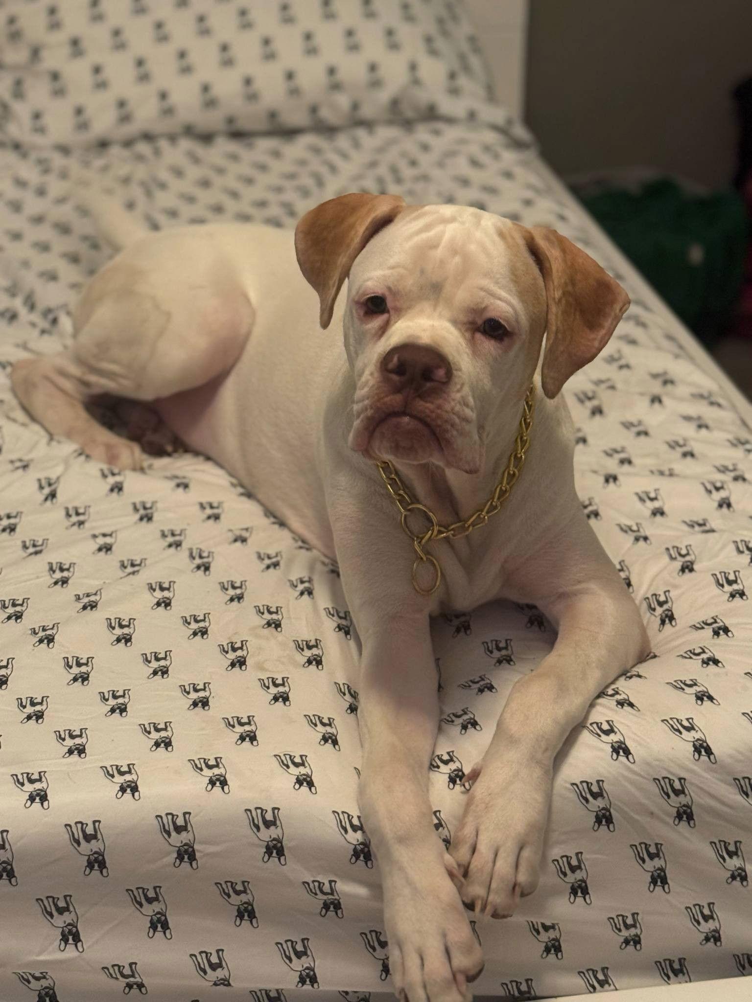 Chance, a Adoptable Boxer in Stanwood, WA image 1/3