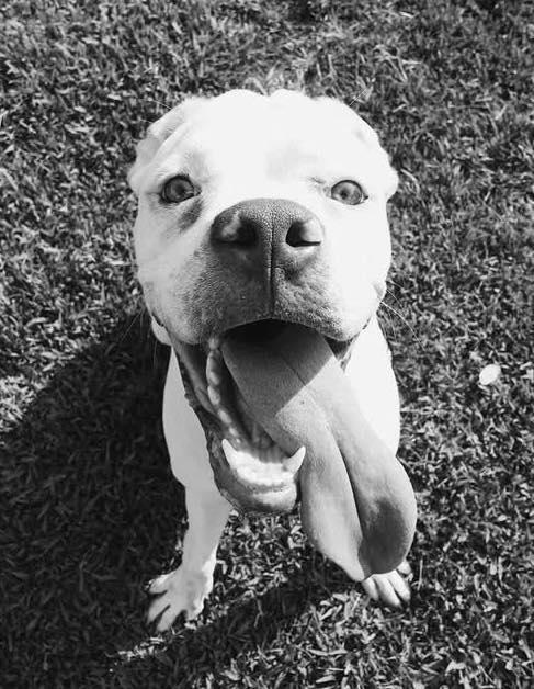 Chance, a Adoptable Boxer in Stanwood, WA image 3/3