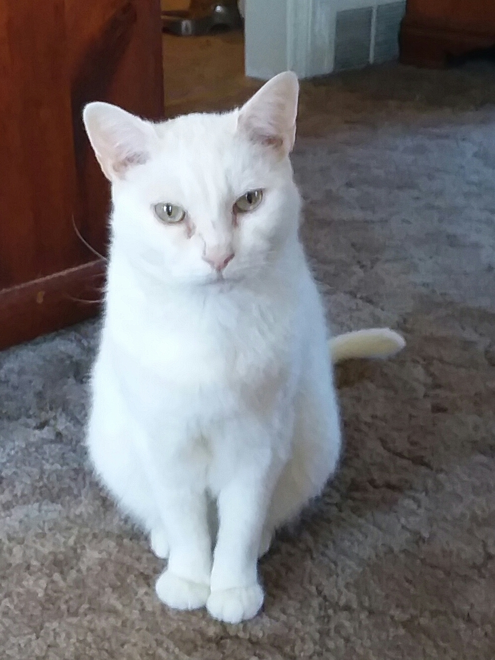 Tomato, Adoptable, Adult Male Domestic Short Hair.