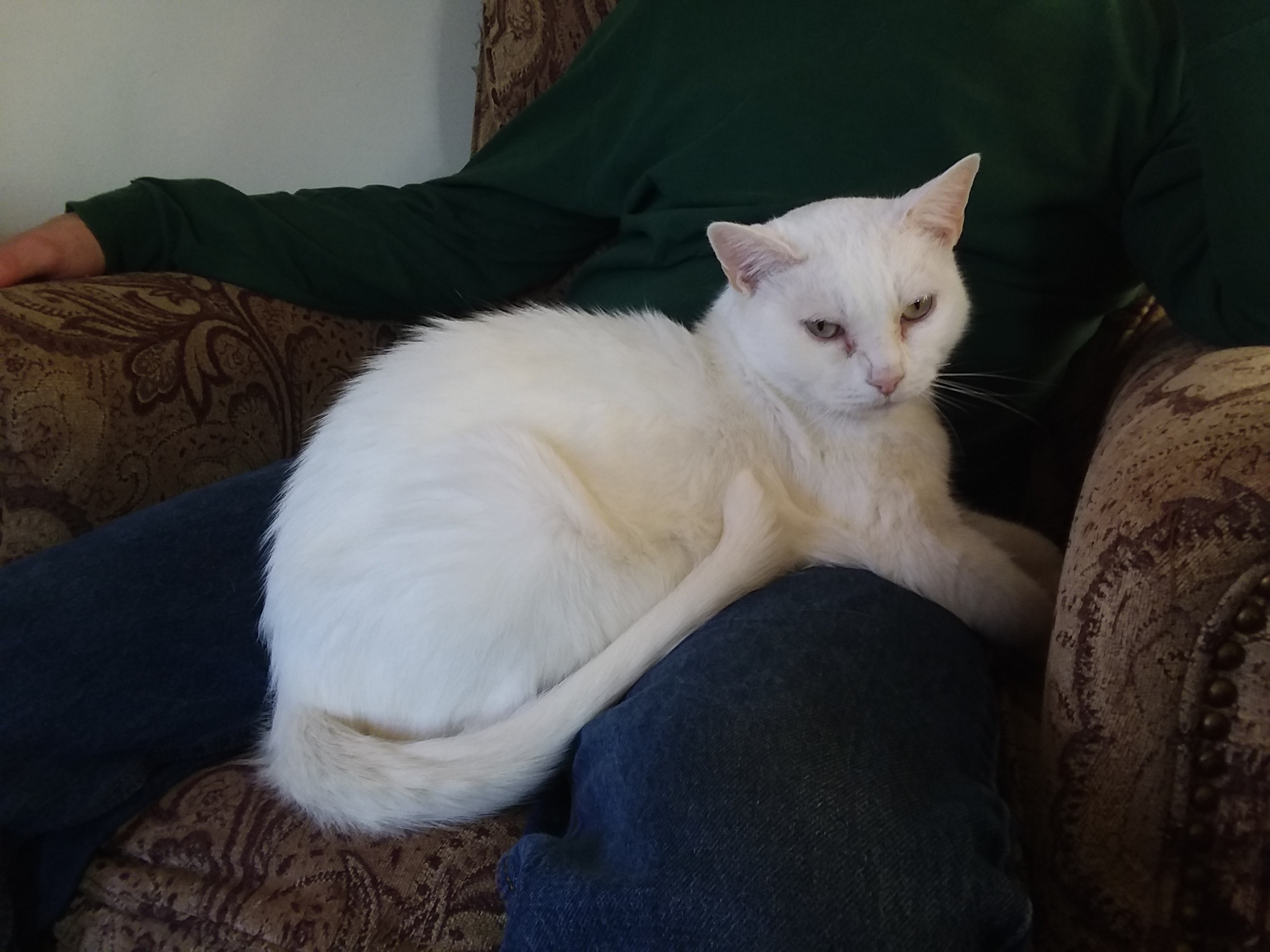 Tomato, a Adoptable Domestic Short Hair in Springfield, PA image 2/6