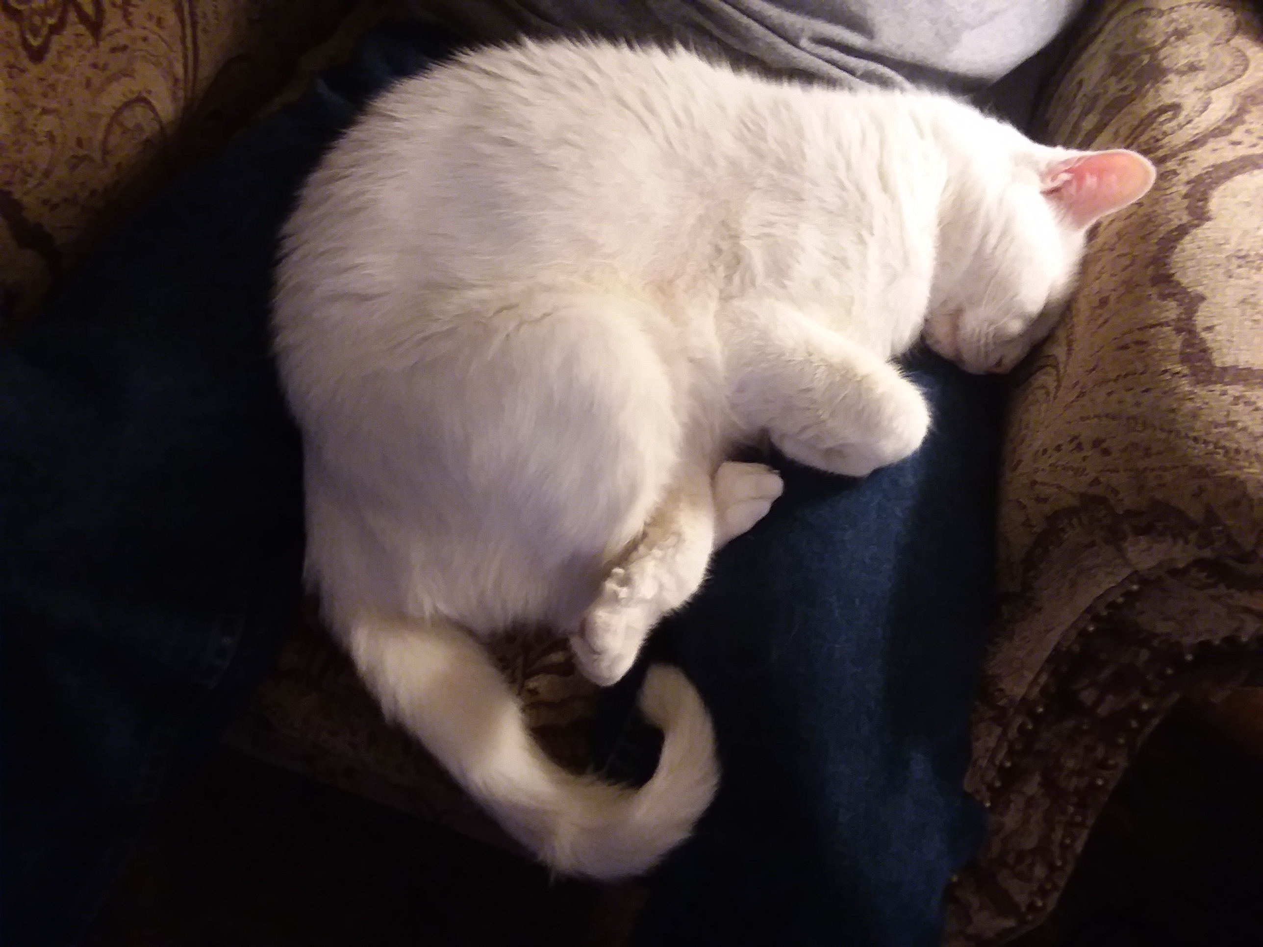 Tomato, a Adoptable Domestic Short Hair in Springfield, PA image 3/6