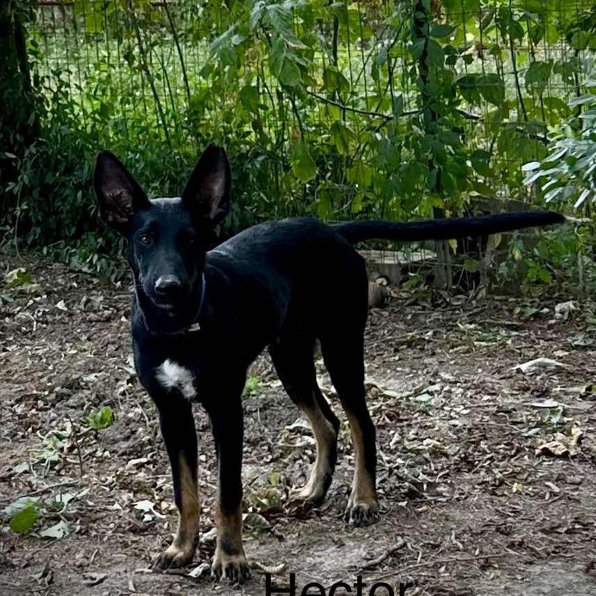 Hector (Formerly Radar), a Adoptable mixed breed in Bartlett, TN image 2/6