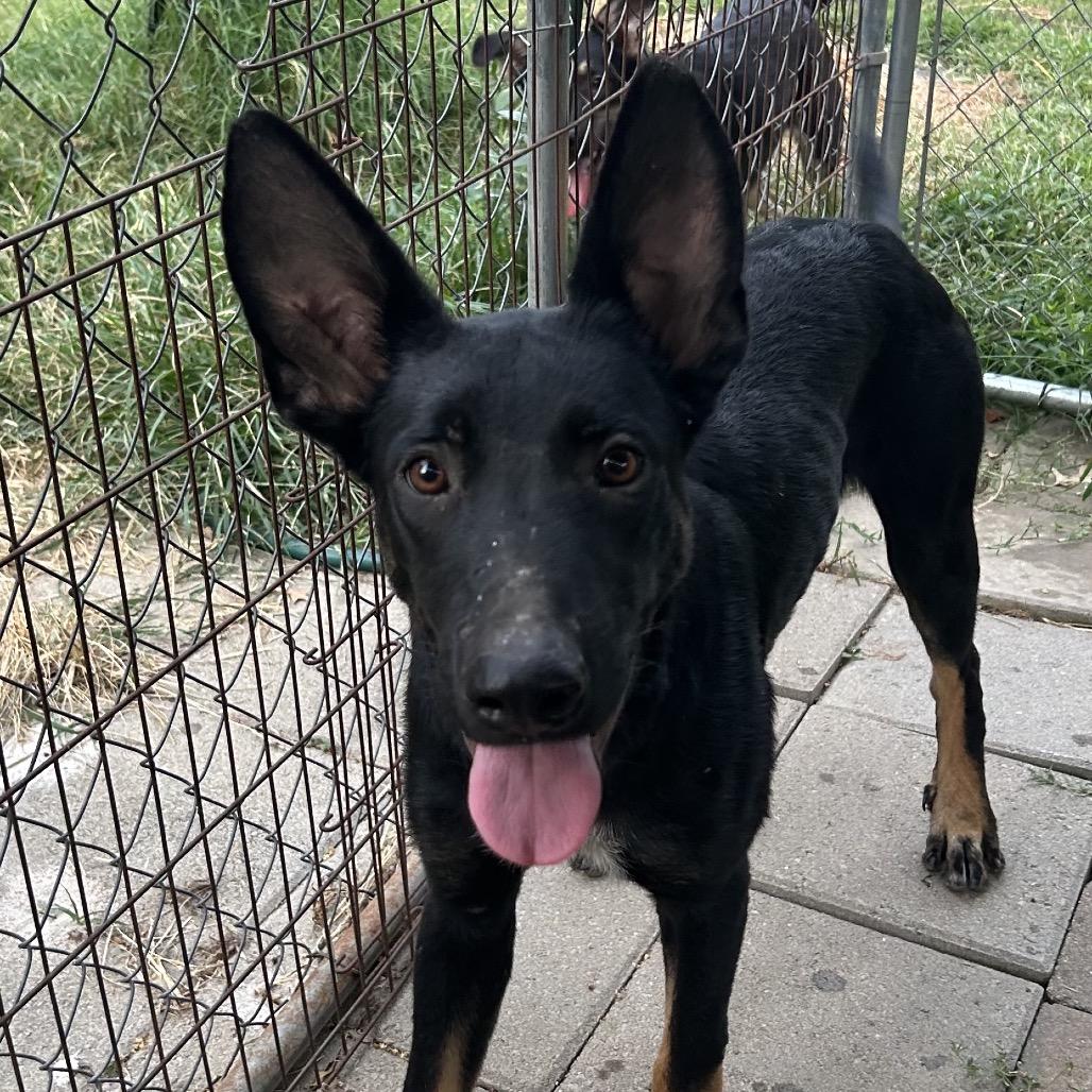 Hector (Formerly Radar), a Adoptable mixed breed in Bartlett, TN image 3/6