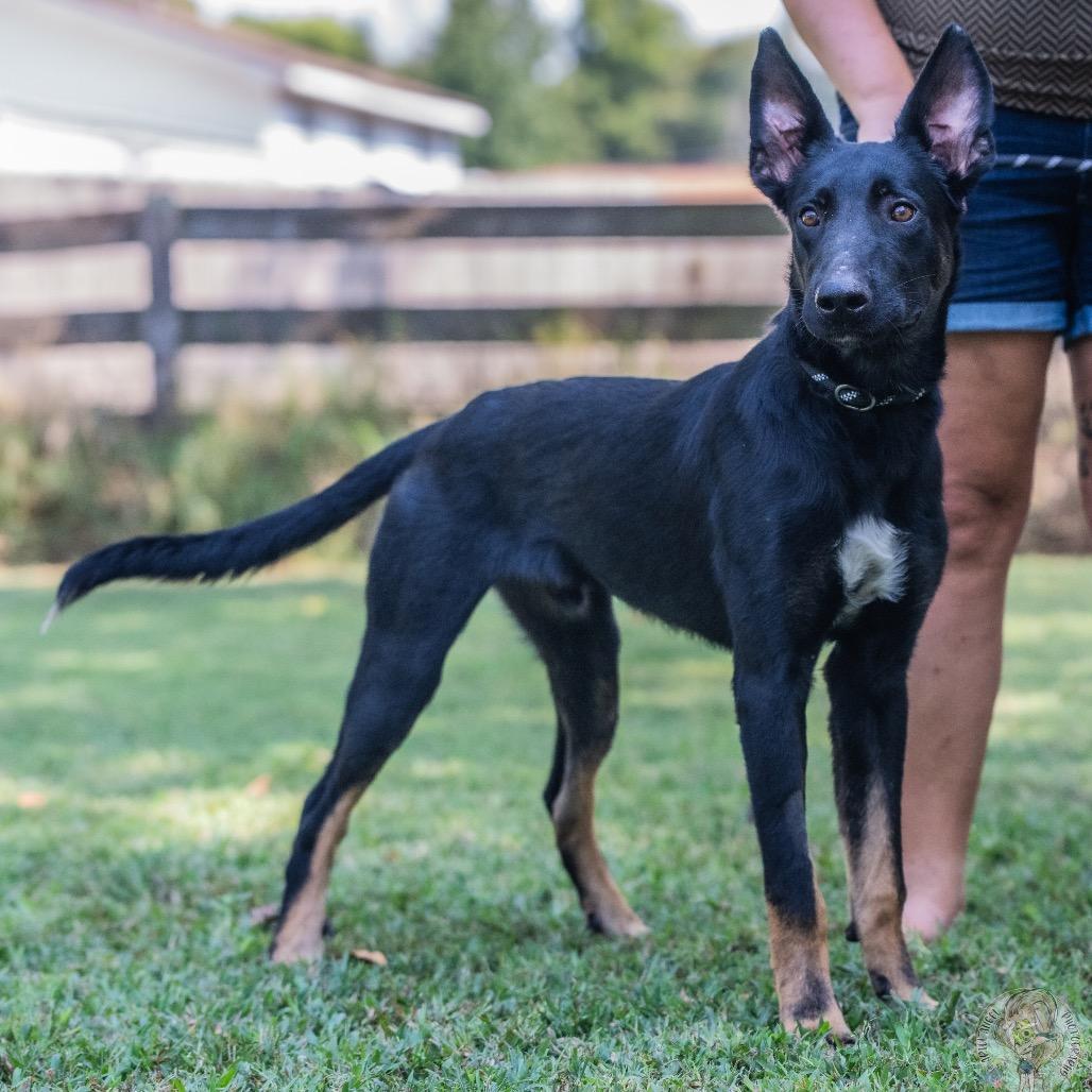Hector (Formerly Radar), a Adoptable mixed breed in Bartlett, TN image 4/6
