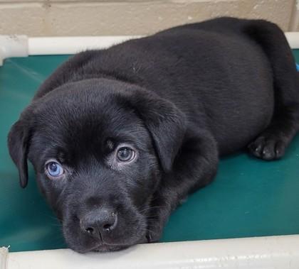 Corduroy, Adoptable, Puppy Male Mixed Breed & Mixed Breed.