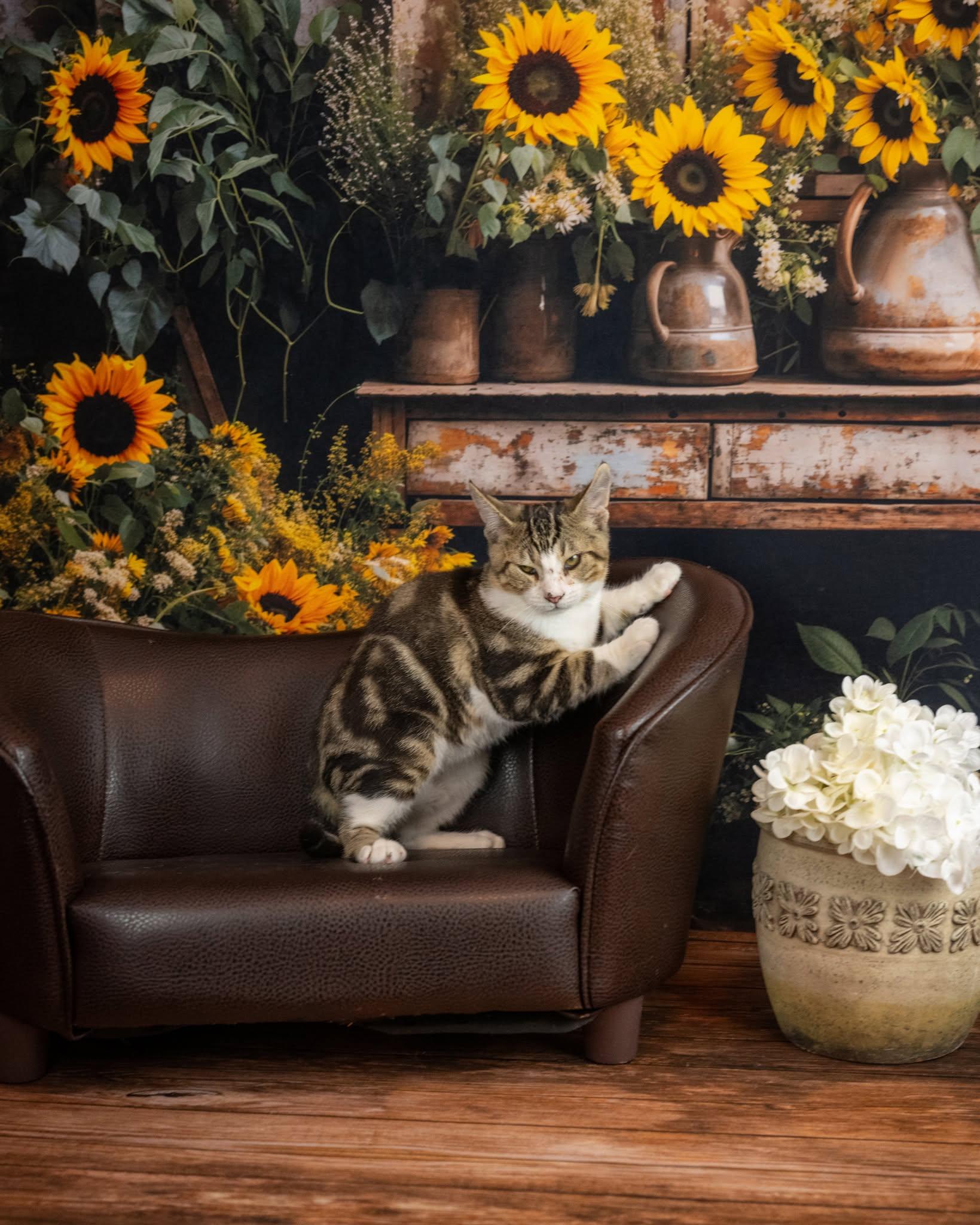 Enlarge Biscuit, a Adoptable Domestic Short Hair in Lapeer, MI image 4/4