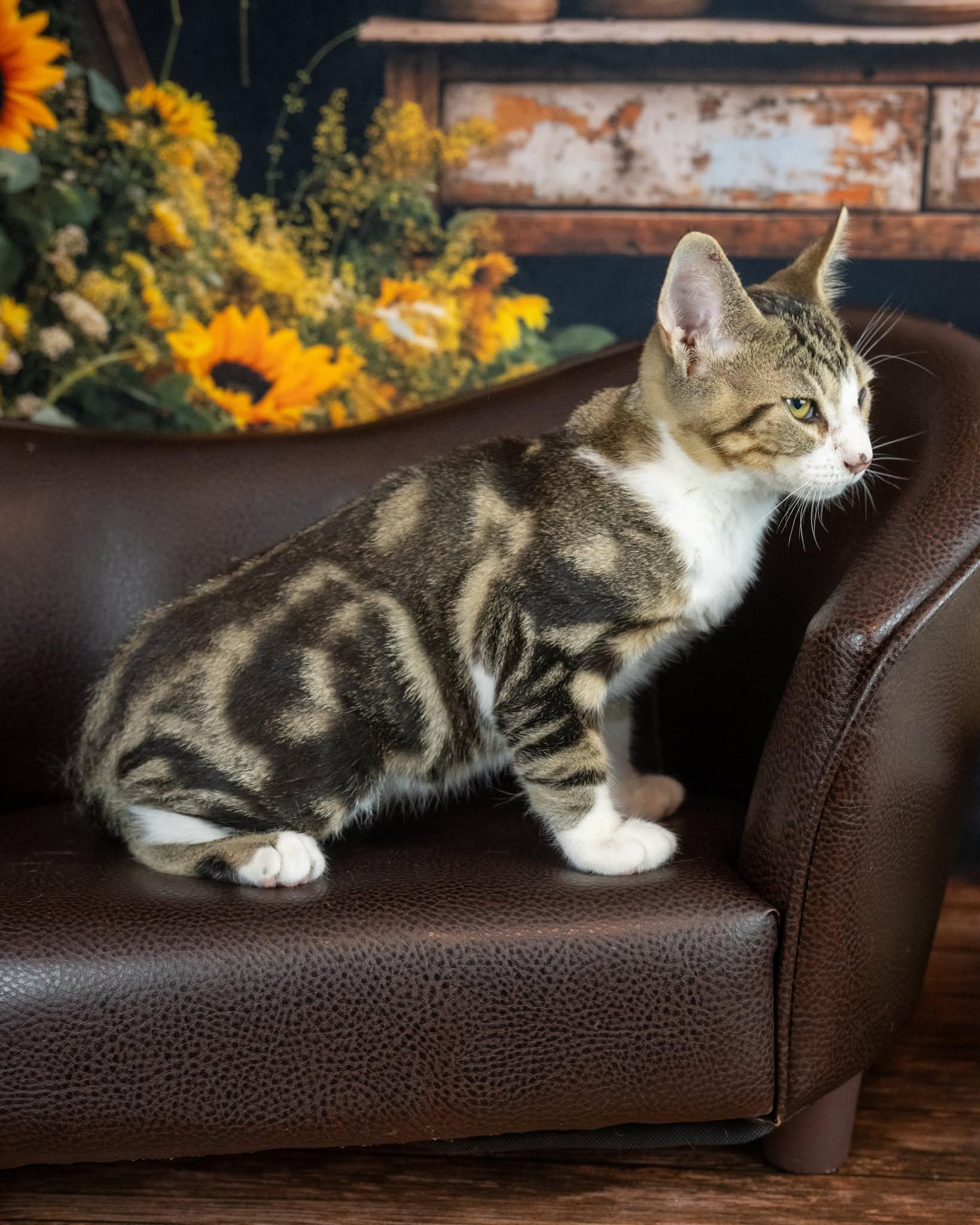 Enlarge Biscuit, a Adoptable Domestic Short Hair in Lapeer, MI image 2/4