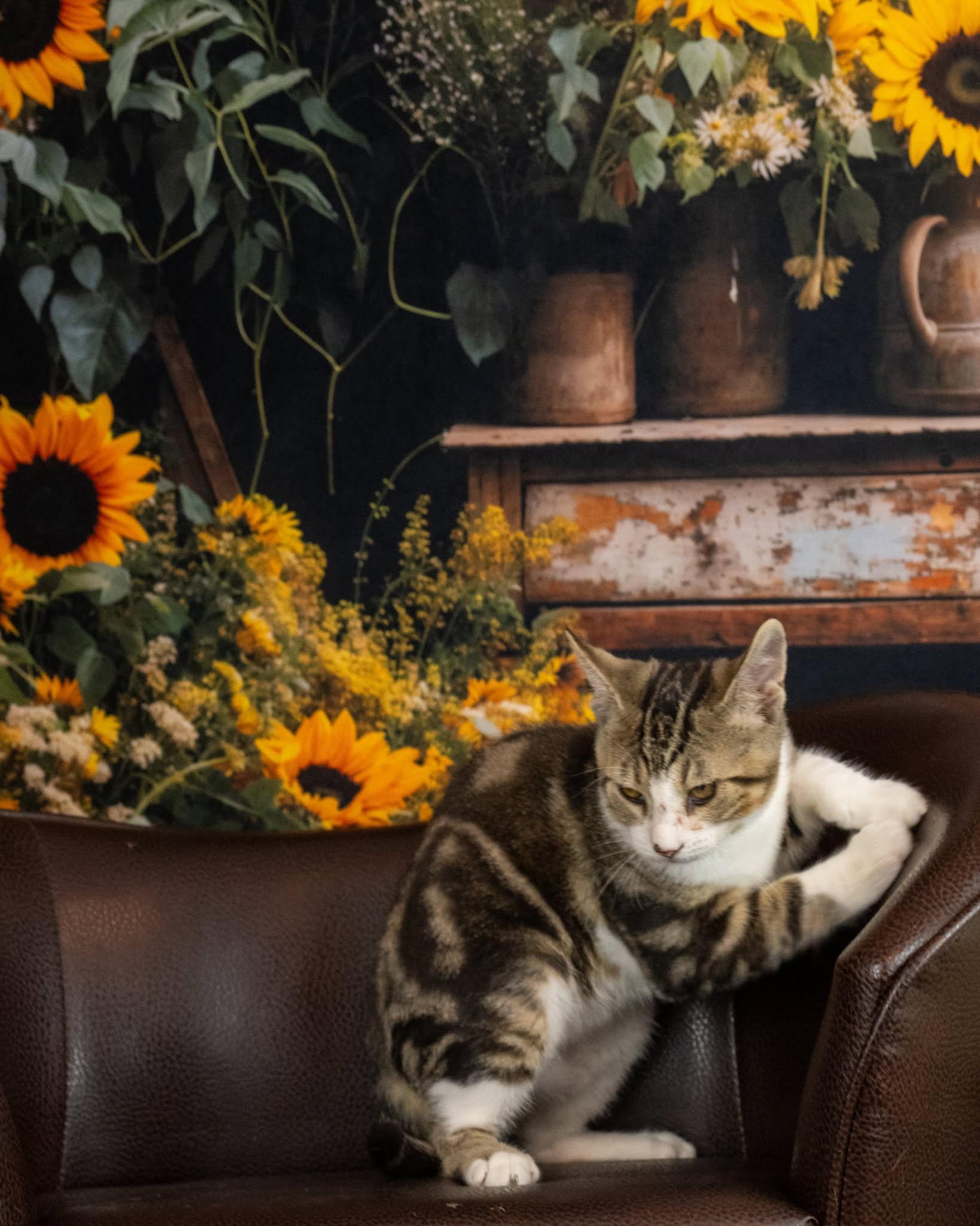 Enlarge Biscuit, a Adoptable Domestic Short Hair in Lapeer, MI image 3/4