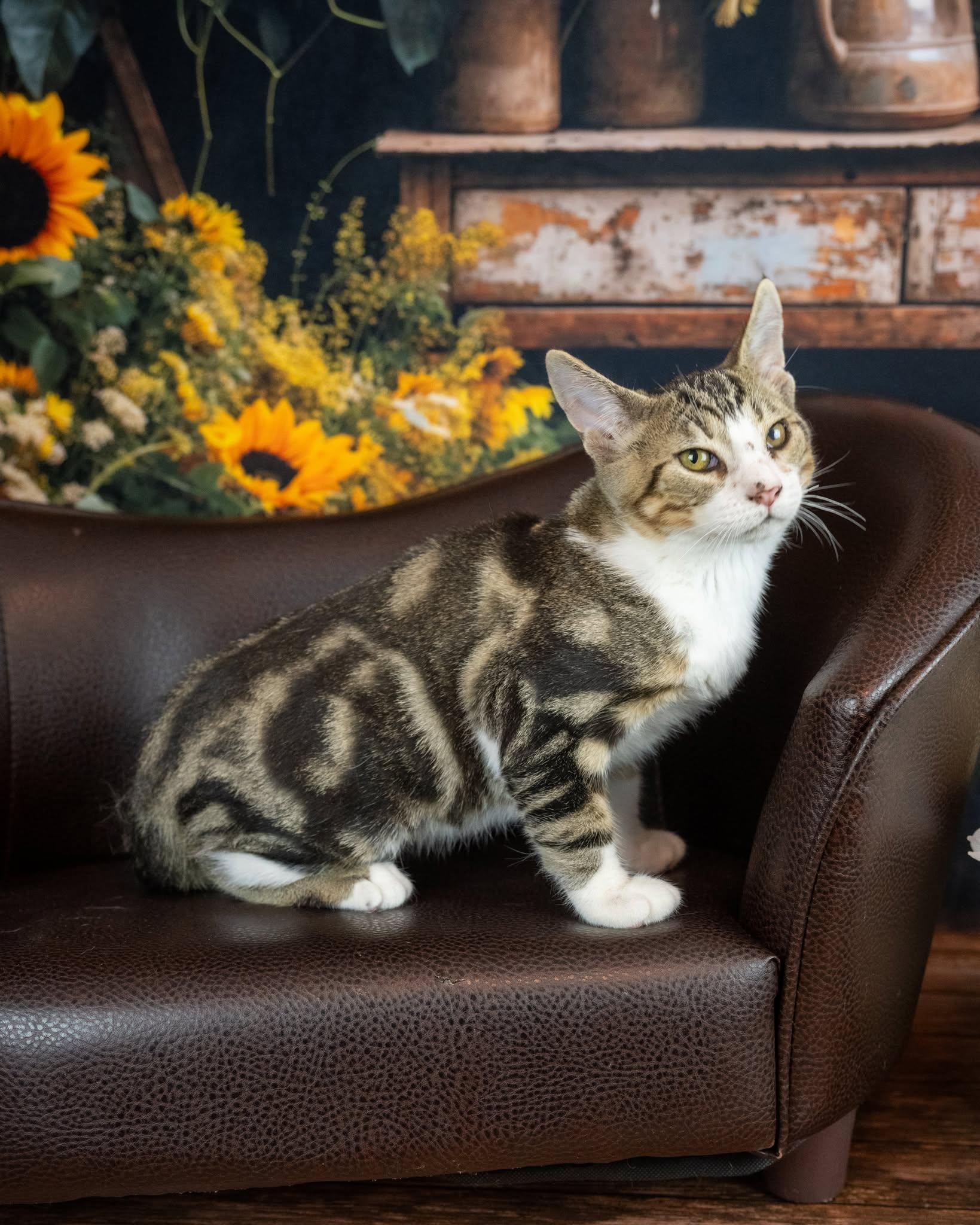 Enlarge Biscuit, a Adoptable Domestic Short Hair in Lapeer, MI image 1/4