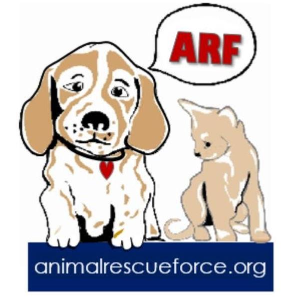 "A Blank Adoption Form", Adoptable, Young Male Domestic Short Hair.