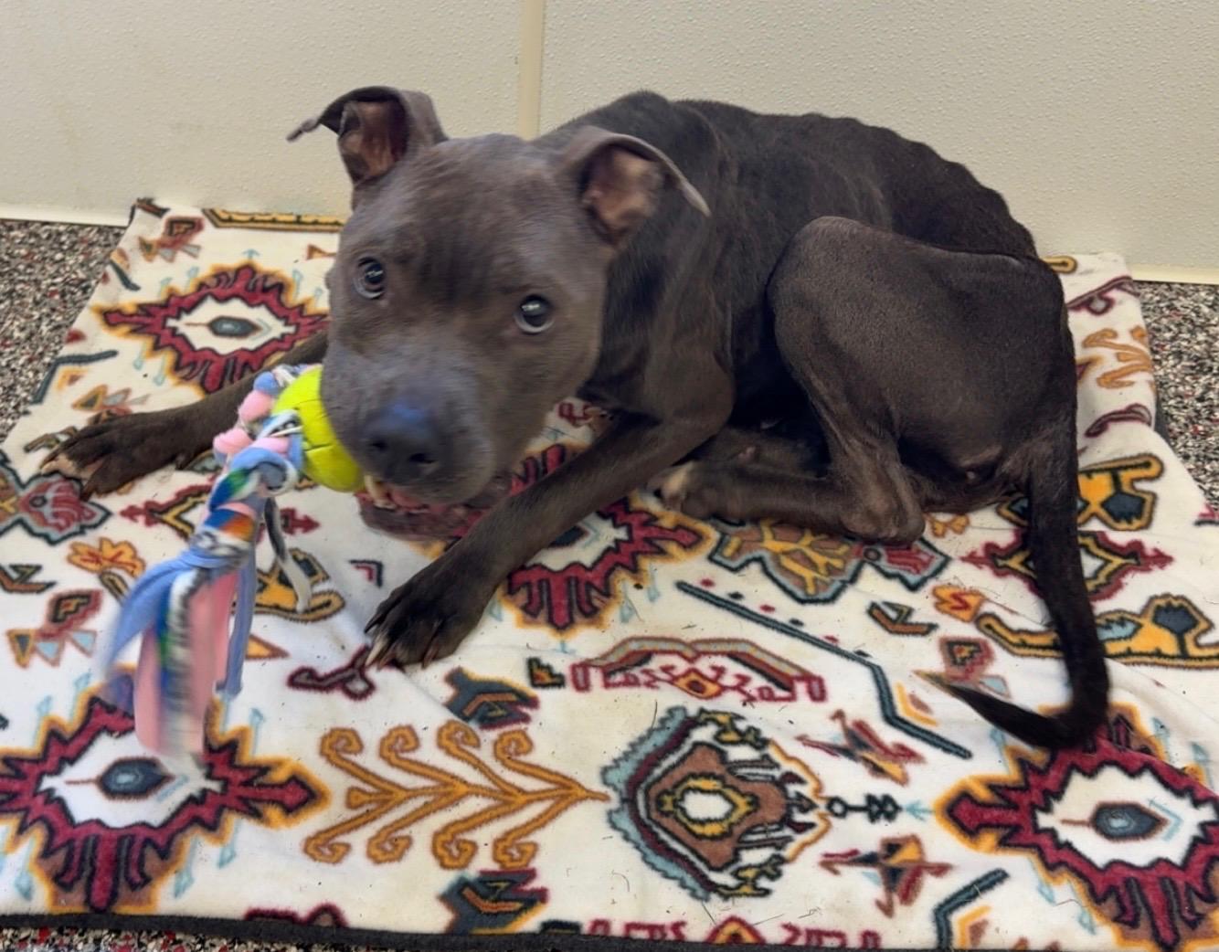 Winnie, an adopted Pit Bull Terrier in Tiffin, OH image 4/6
