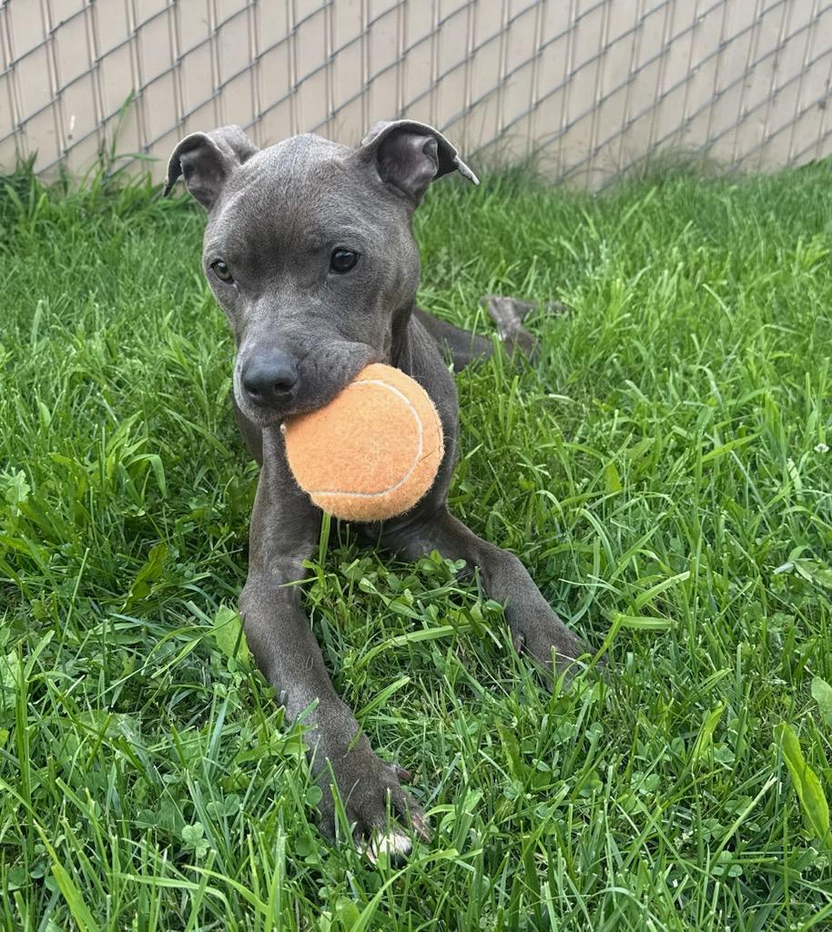 Winnie, an adopted Pit Bull Terrier in Tiffin, OH image 1/6