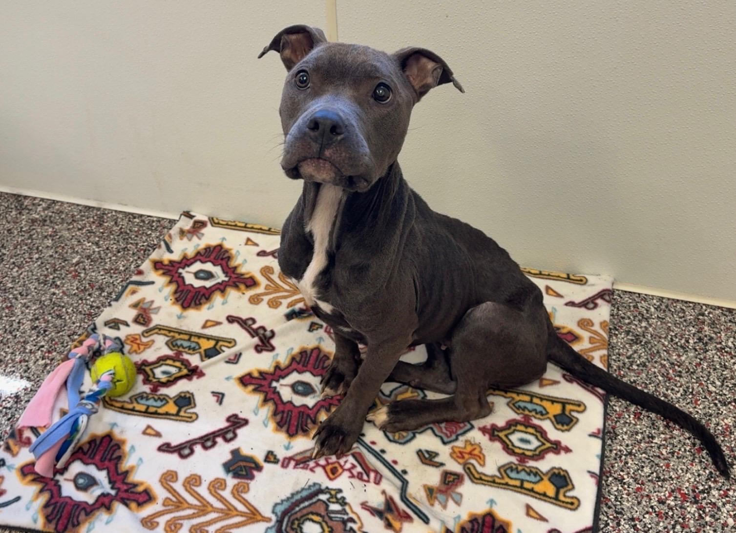Winnie, an adopted Pit Bull Terrier in Tiffin, OH image 2/6
