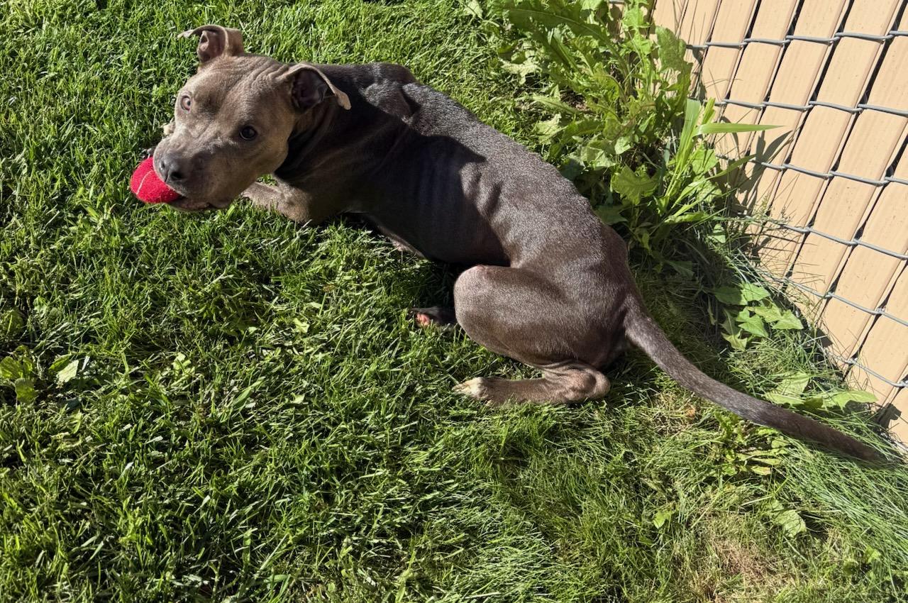 Winnie, an adopted Pit Bull Terrier in Tiffin, OH image 6/6