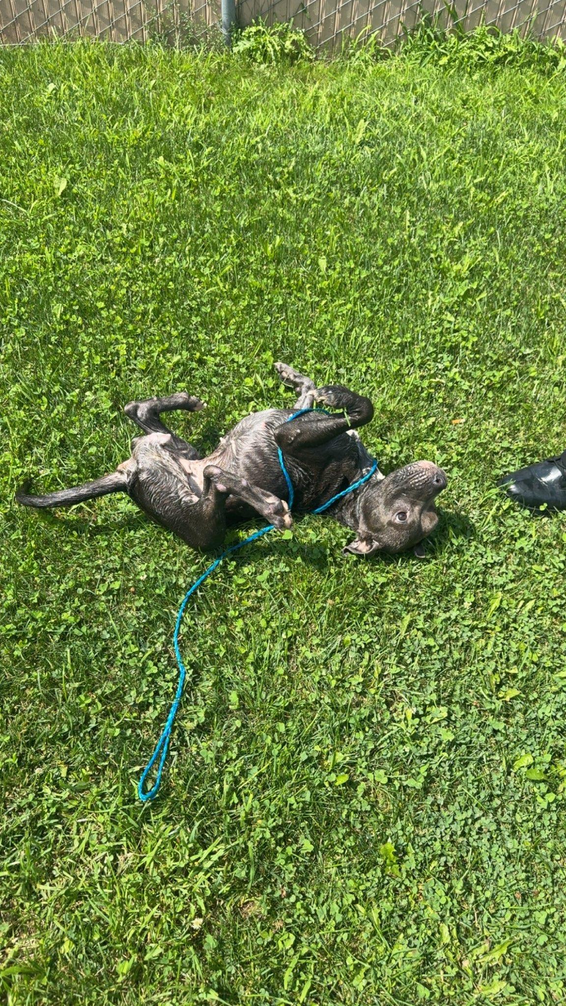 Winnie, an adopted Pit Bull Terrier in Tiffin, OH image 3/6