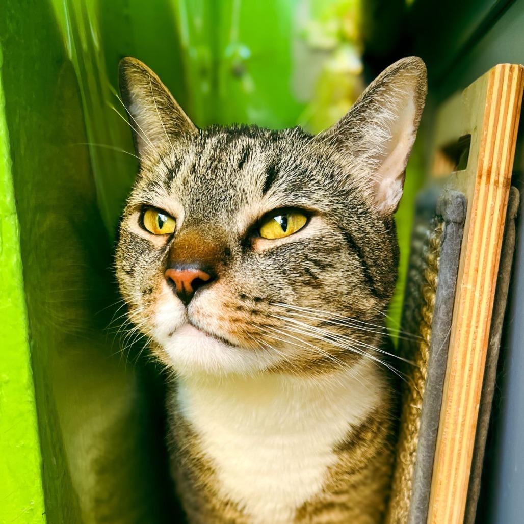 Piobar, Adult Male Domestic Short Hair