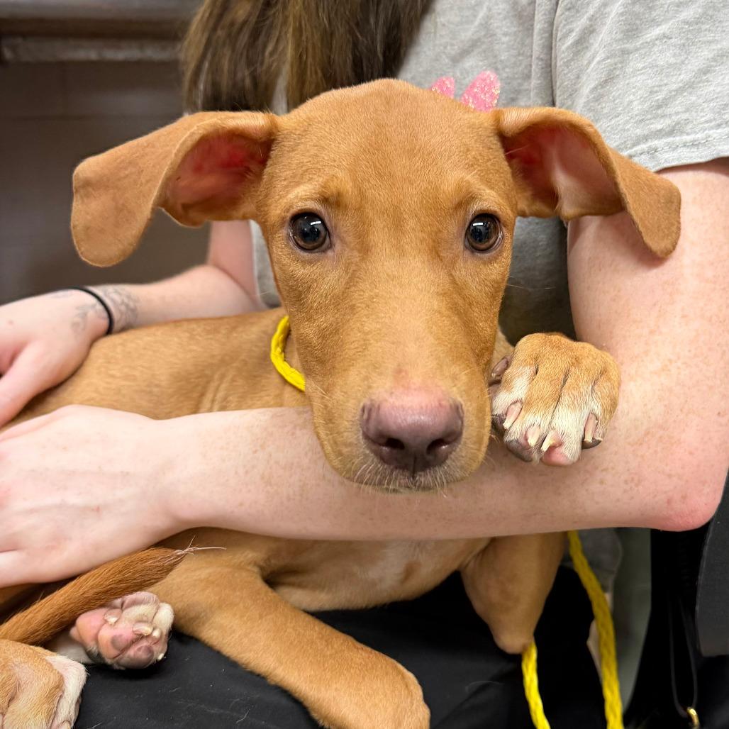 Lucky, Adoptable, Young Male Mixed Breed.