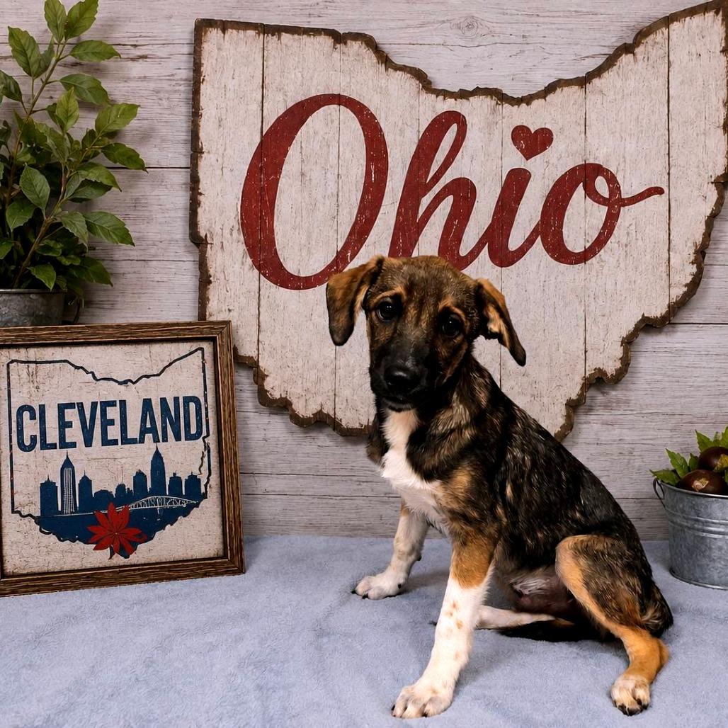 Cleveland, Adoptable, Puppy Male Mixed Breed.