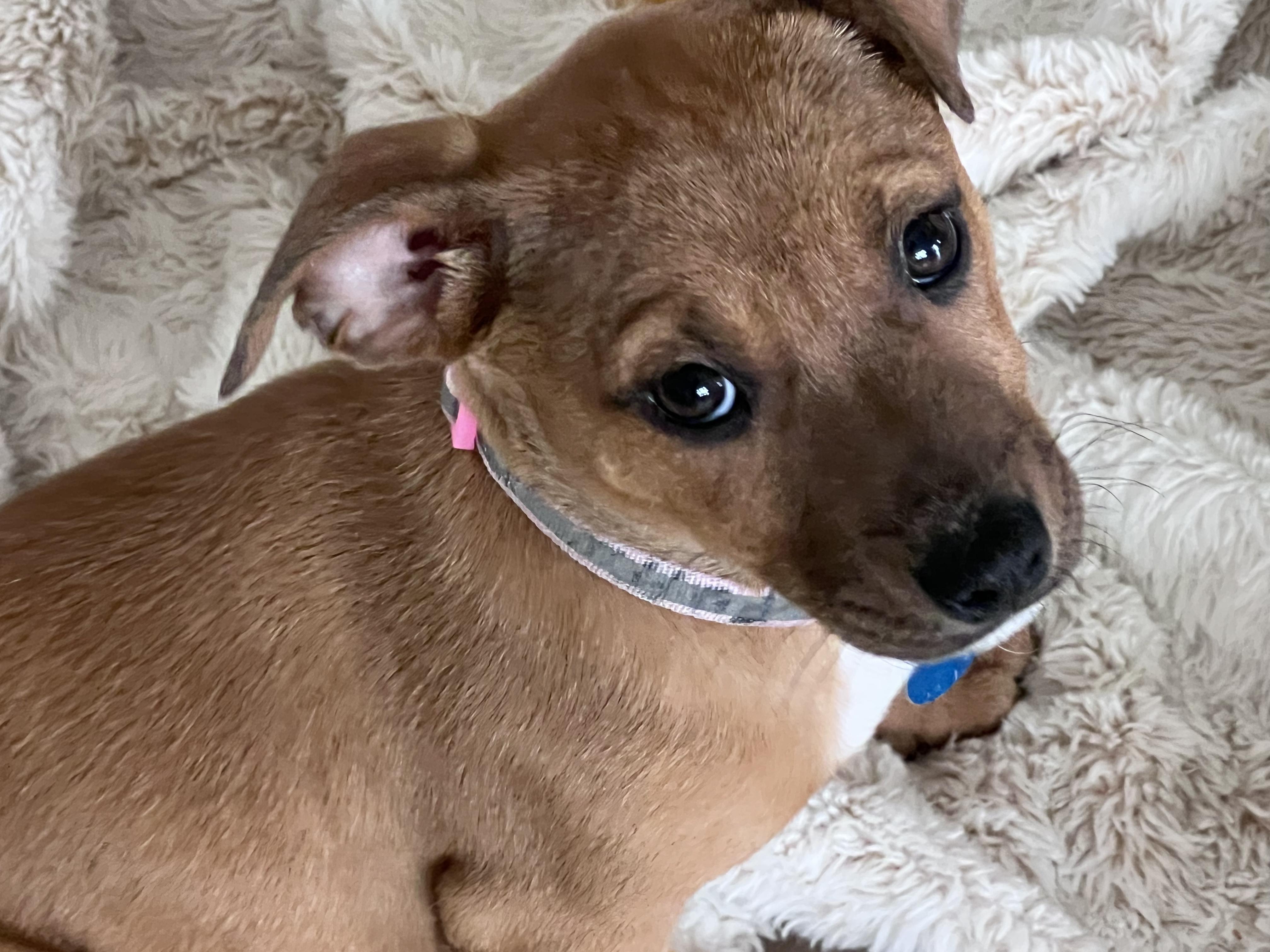 Enlarge Puffin, a ADOPTABLE mixed breed in Cedarburg, WI image 3/6