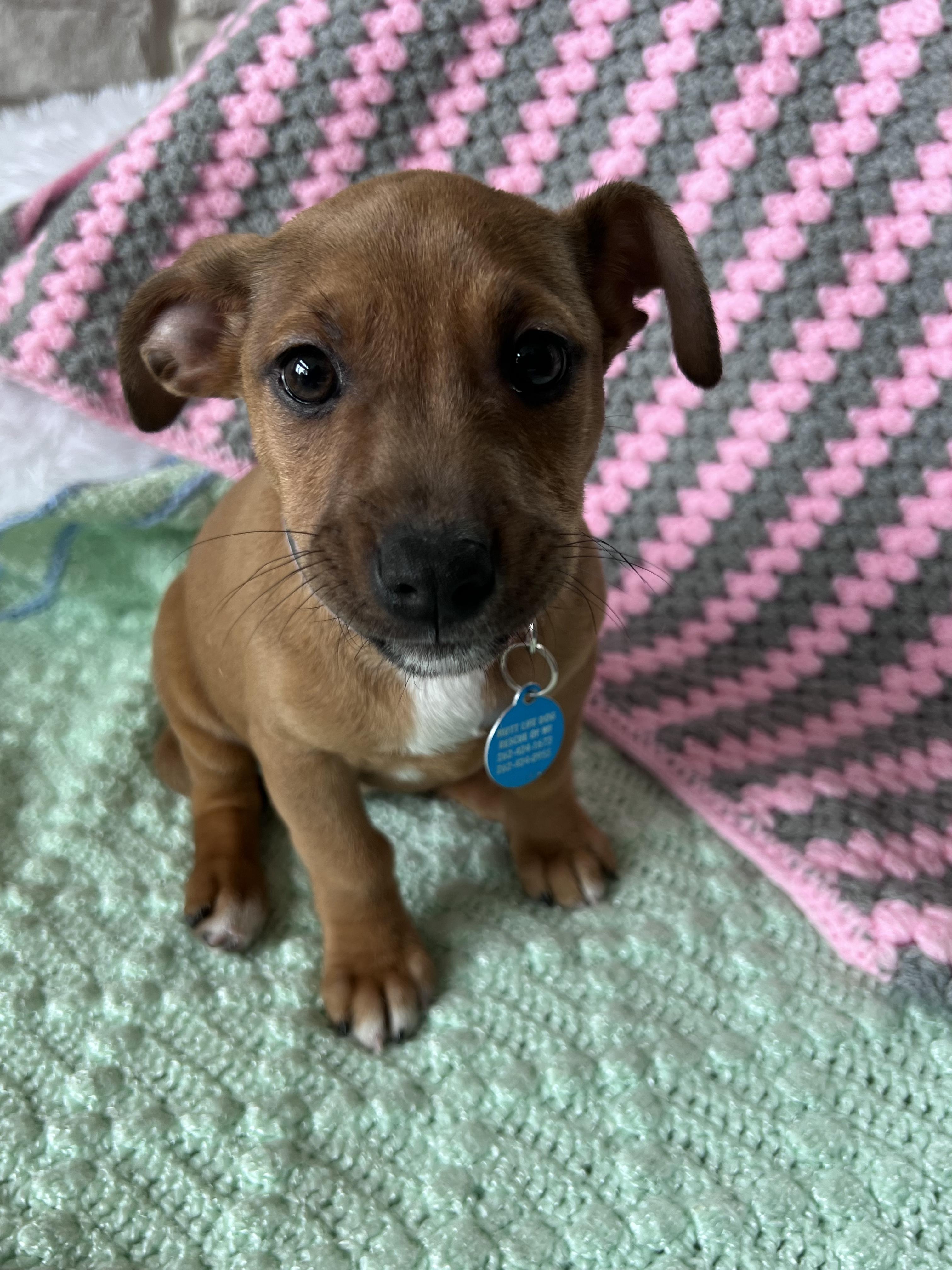 Enlarge Puffin, a ADOPTABLE mixed breed in Cedarburg, WI image 2/6
