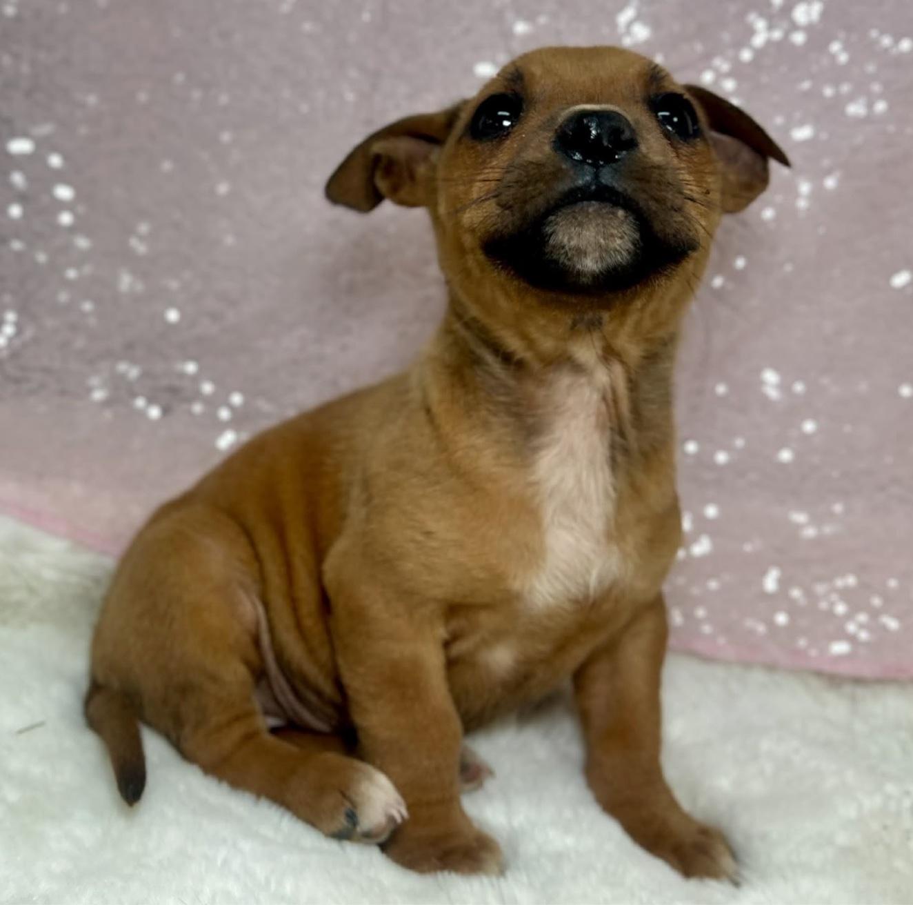 Enlarge Puffin, a ADOPTABLE mixed breed in Cedarburg, WI image 1/6