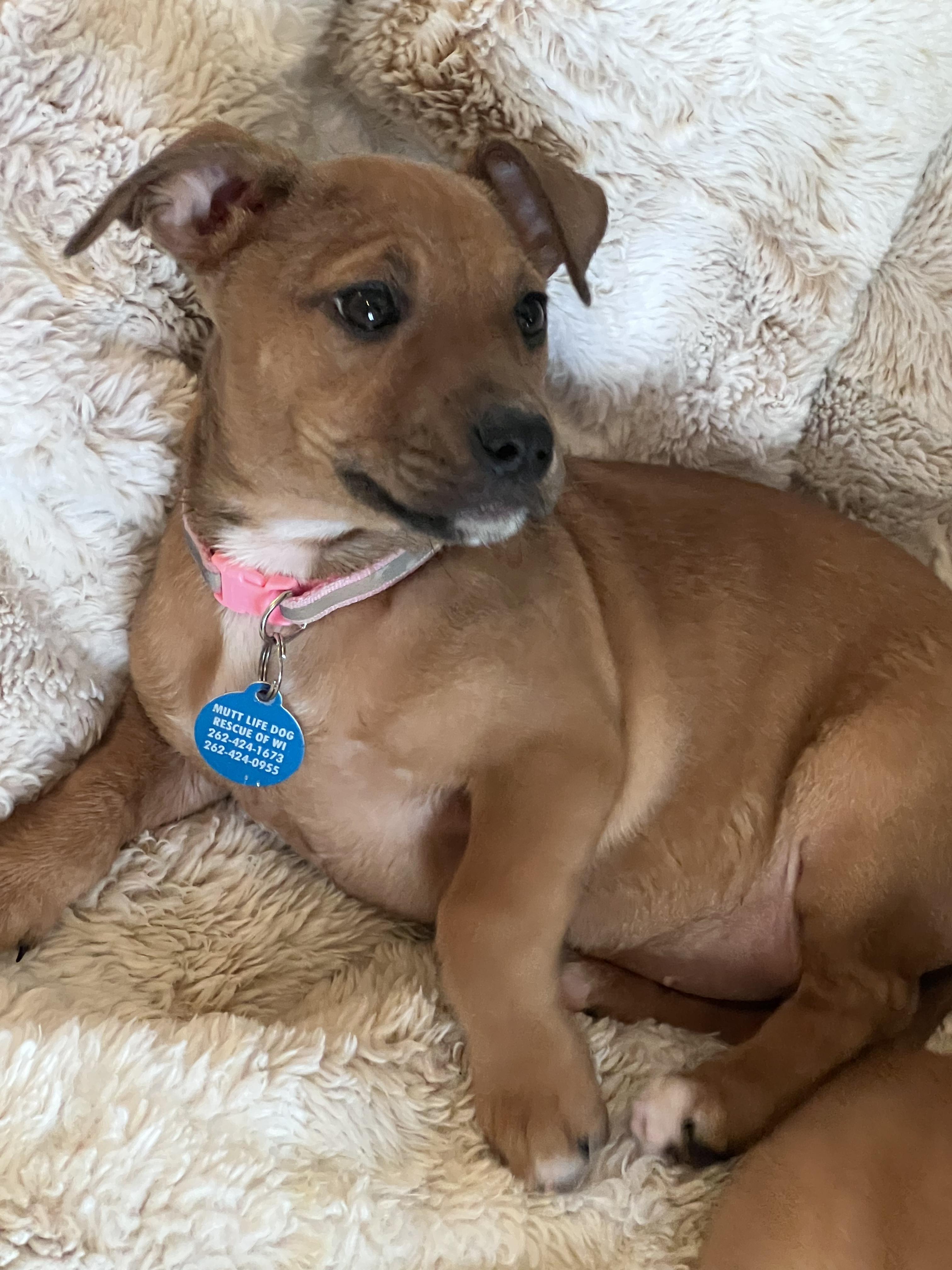Enlarge Puffin, a ADOPTABLE mixed breed in Cedarburg, WI image 4/6