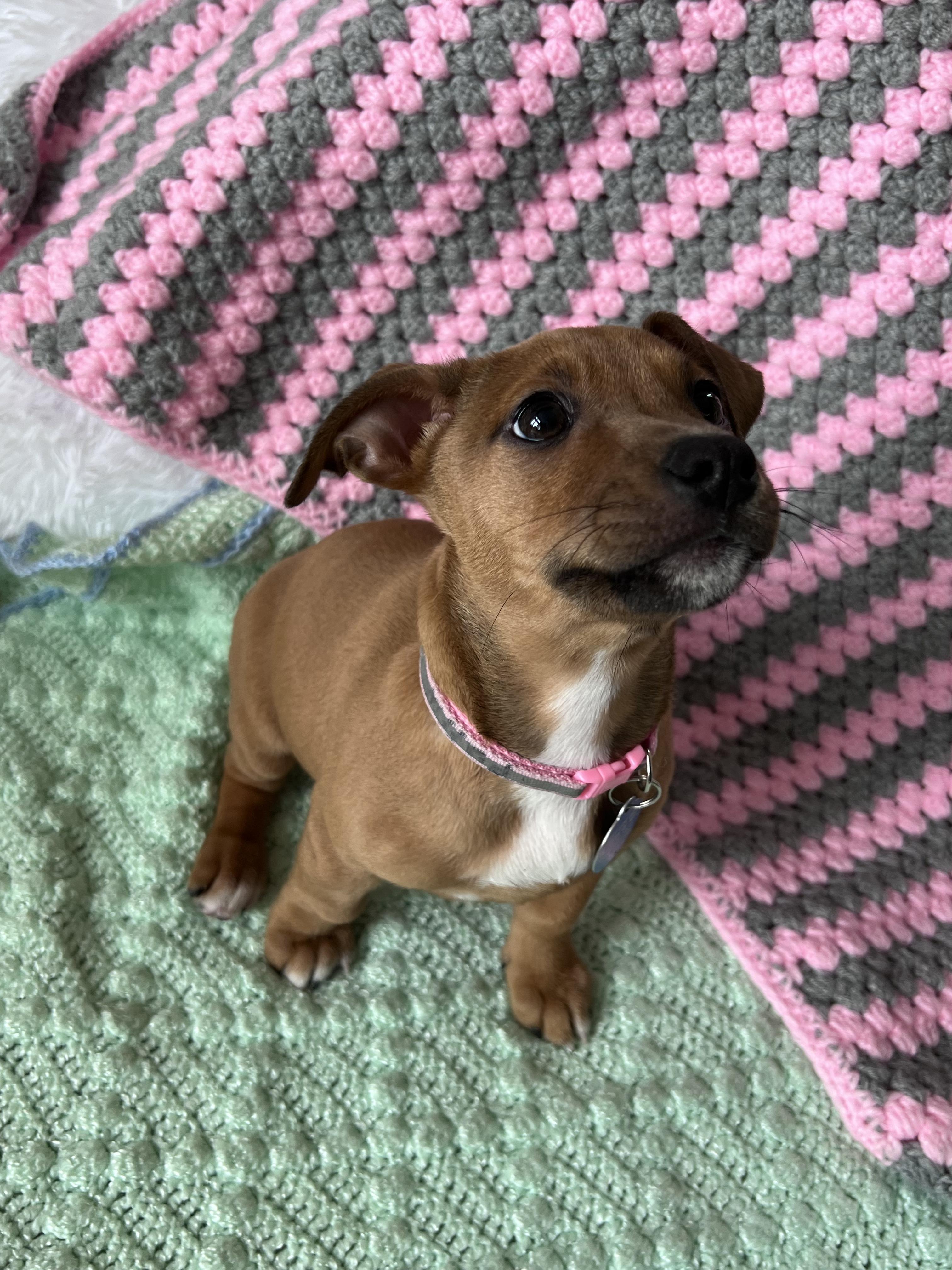 Enlarge Puffin, a ADOPTABLE mixed breed in Cedarburg, WI image 6/6