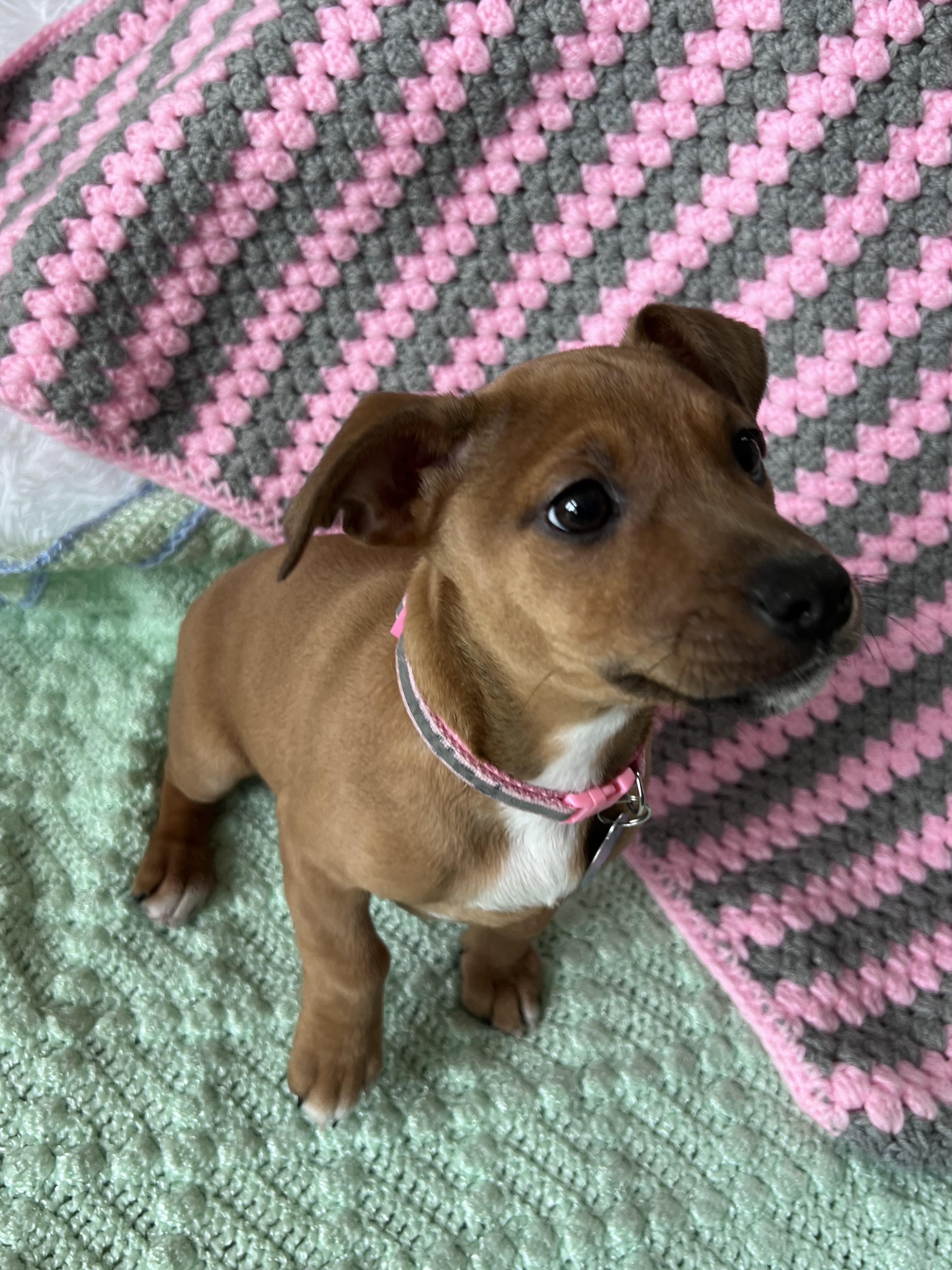 Enlarge Puffin, a ADOPTABLE mixed breed in Cedarburg, WI image 5/6