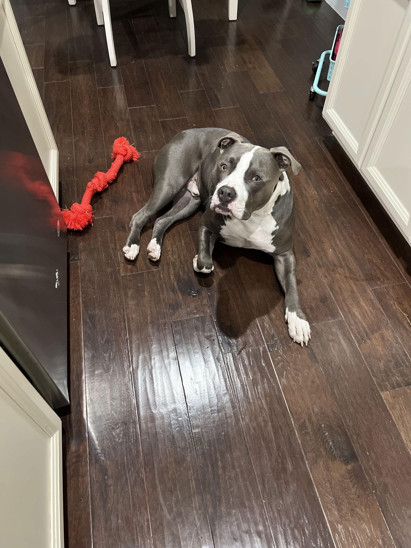 Enlarge Bleux, a Adoptable Pit Bull Terrier in McKinney, TX image 1/3