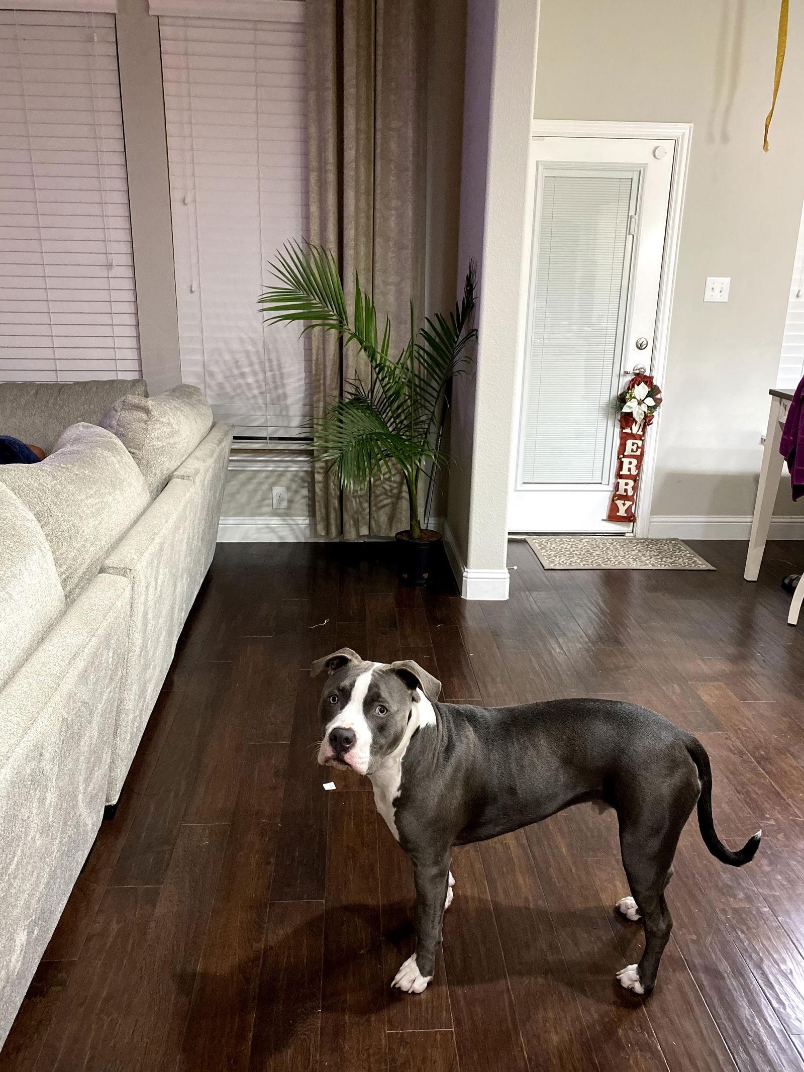 Enlarge Bleux, a Adoptable Pit Bull Terrier in McKinney, TX image 2/3