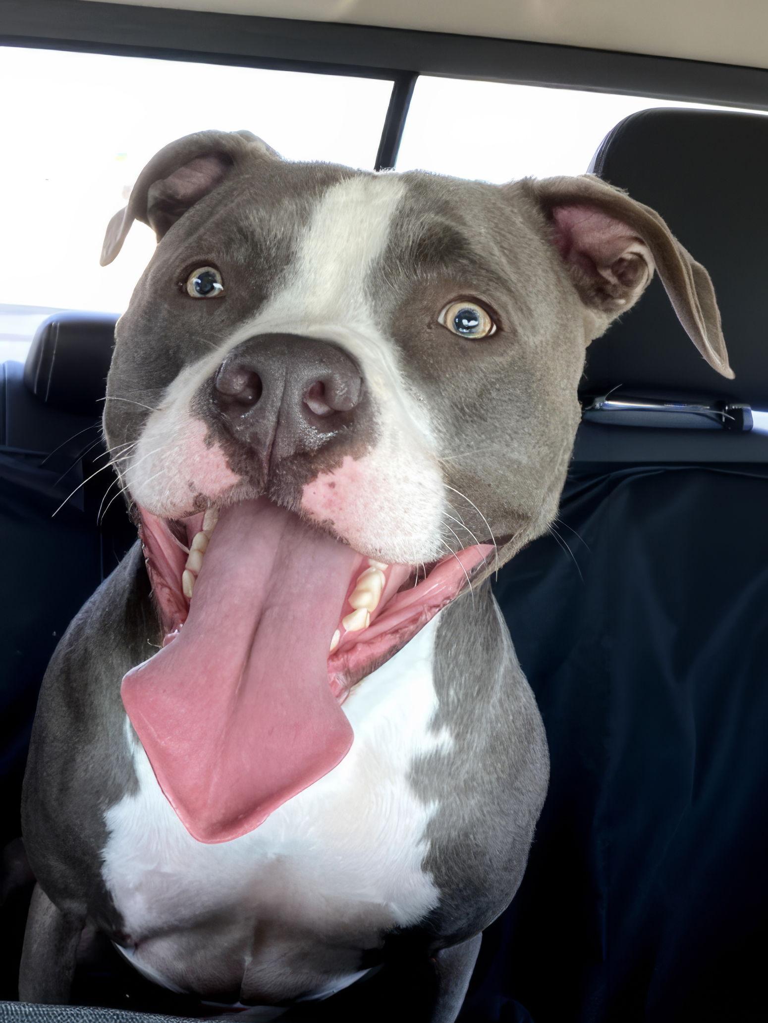 Enlarge Bleux, a Adoptable Pit Bull Terrier in McKinney, TX image 3/3