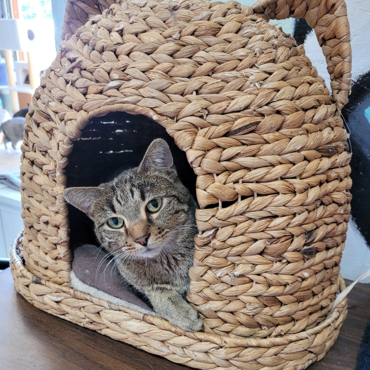 BENNY, Adult Male American Shorthair