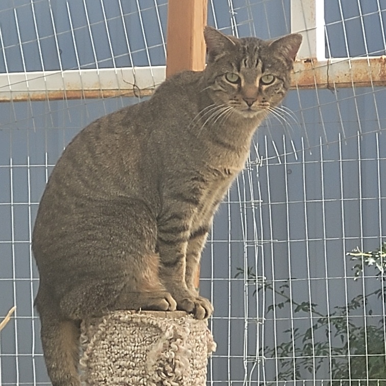 Enlarge BENNY, a Adoptable mixed breed in Harrisville, UT image 2/2