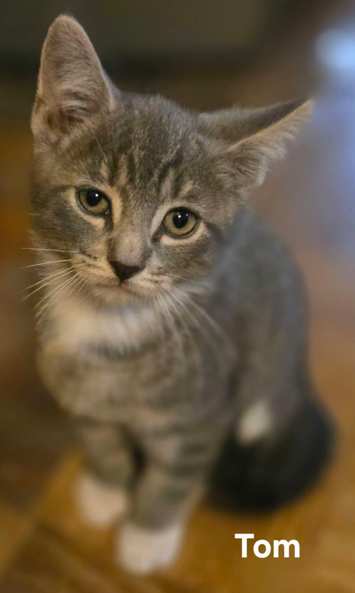 Tom, Adoptable, Kitten Male Domestic Short Hair.
