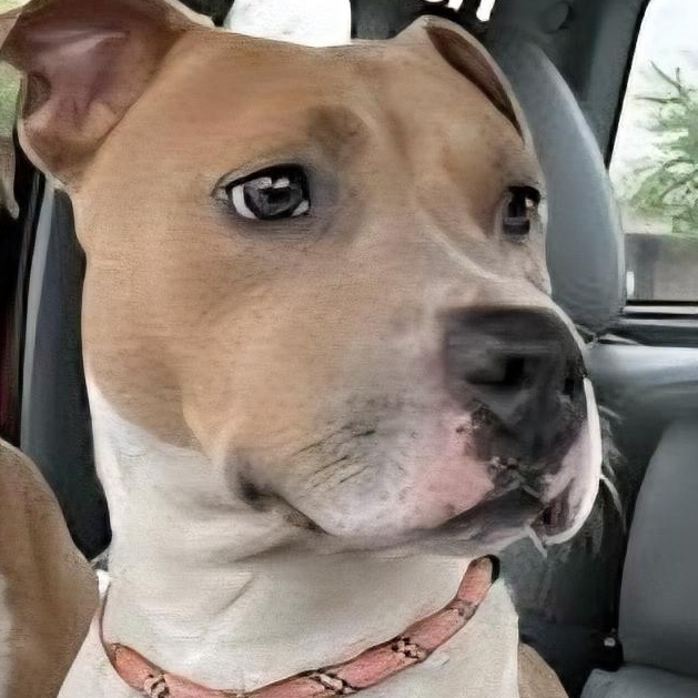 Enlarge Omar, a ADOPTABLE Mixed Breed in Belleville, IL image 1/1