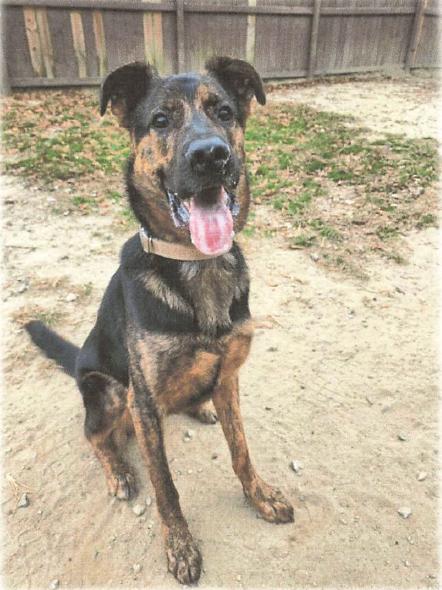 Cola, Adoptable, Young Male Dutch Shepherd & German Shepherd Dog.