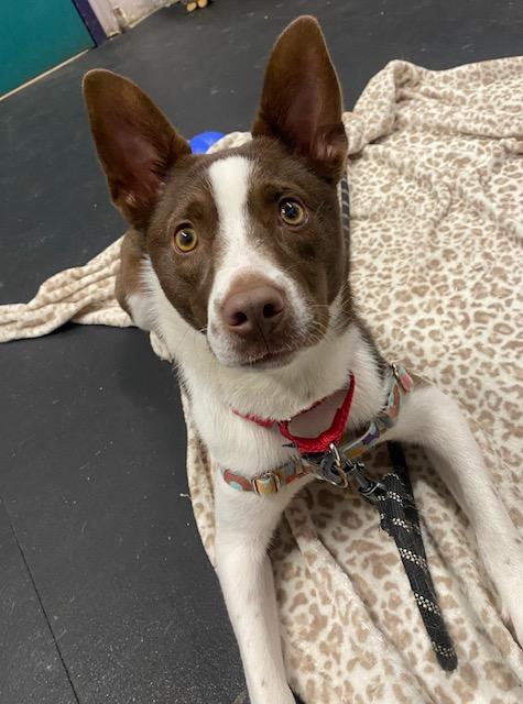 Enlarge Iris-Adventurous & sweet!, a ADOPTABLE mixed breed in Oshkosh, WI image 3/5