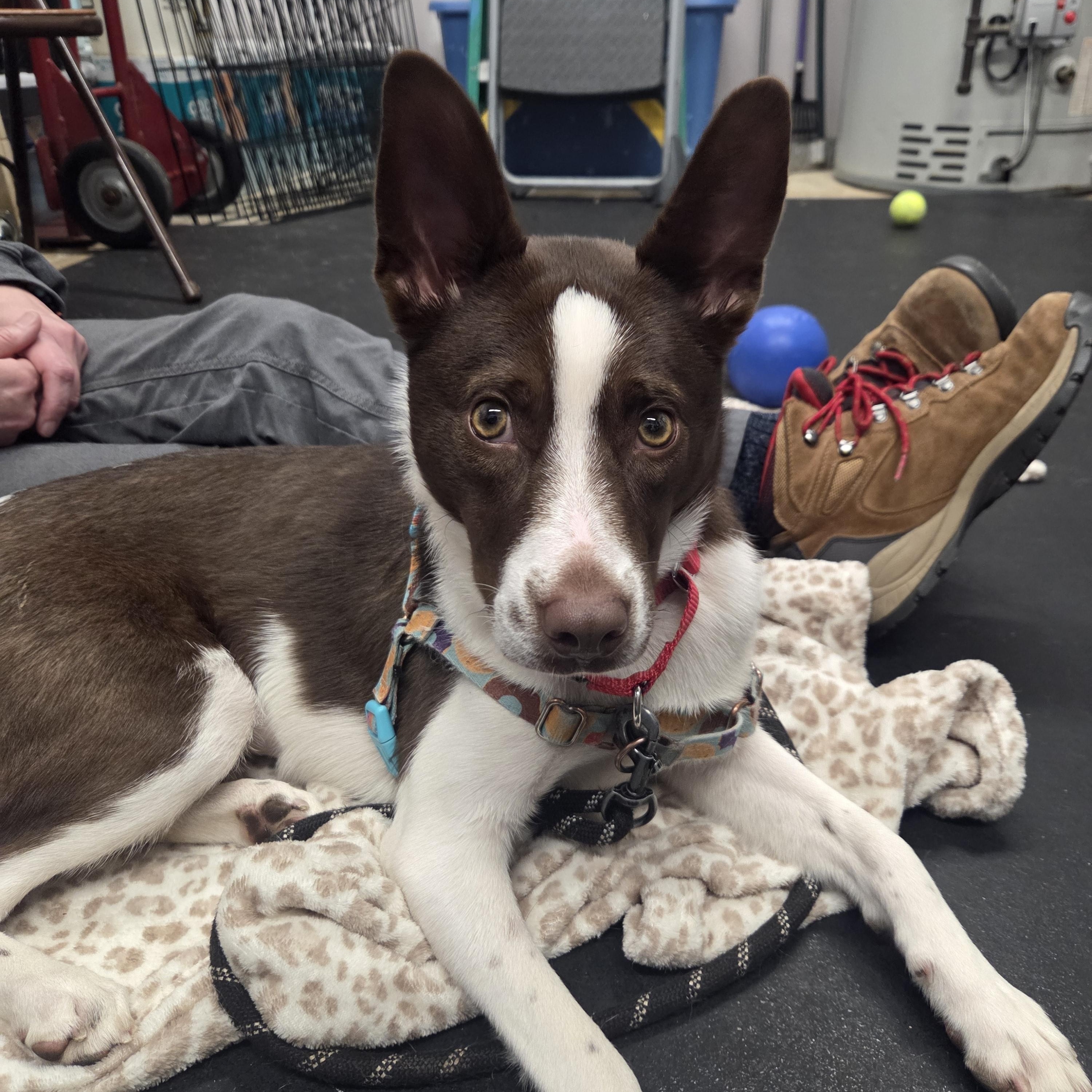 Enlarge Iris-Adventurous & sweet!, a ADOPTABLE mixed breed in Oshkosh, WI image 4/5