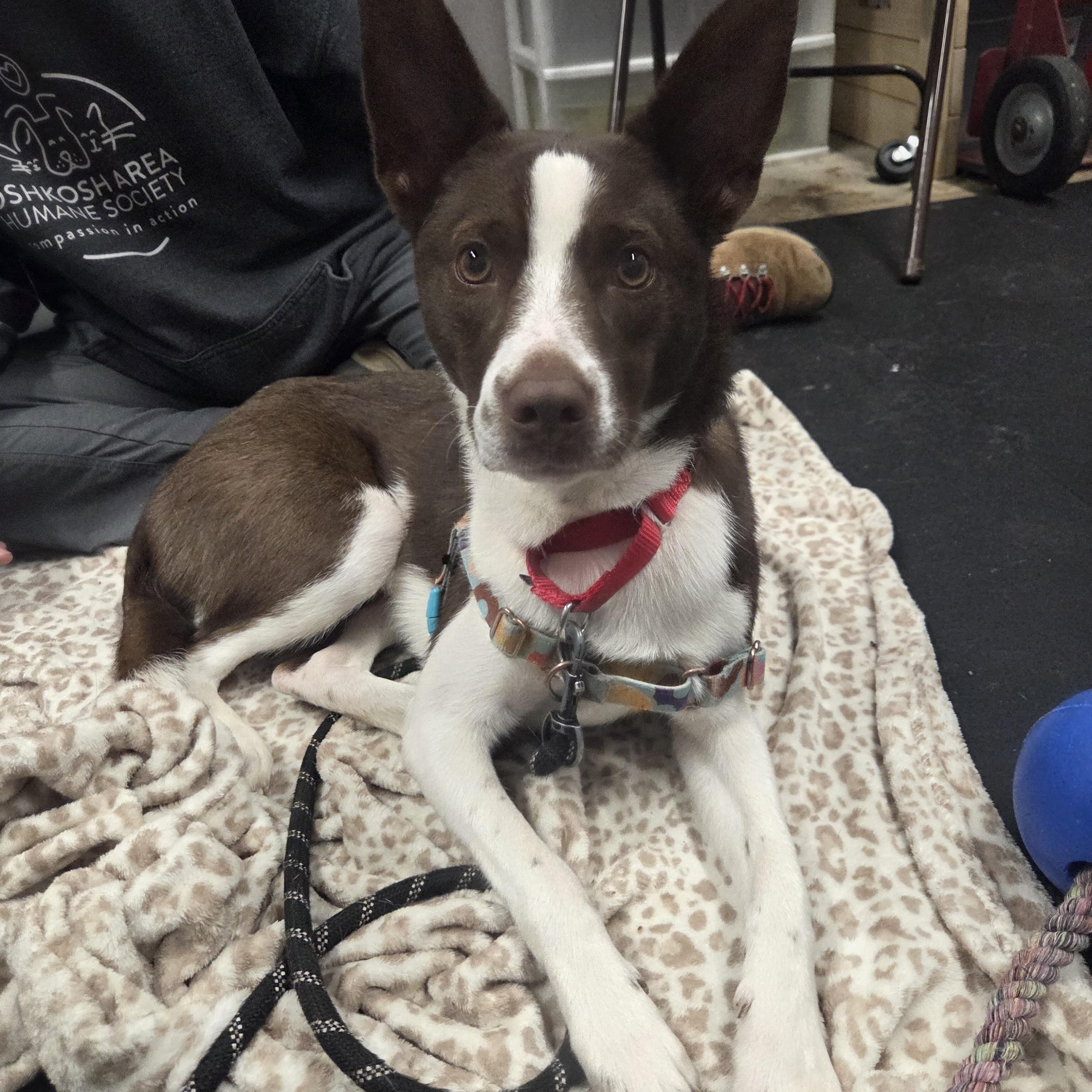 Enlarge Iris-Adventurous & sweet!, a ADOPTABLE mixed breed in Oshkosh, WI image 2/5