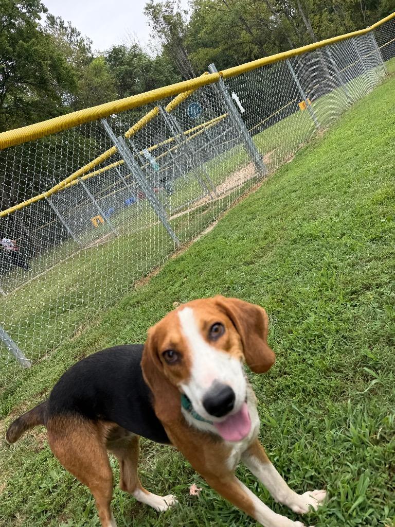 Enlarge Chad, a Adoptable Hound in Mineral, VA image 1/4