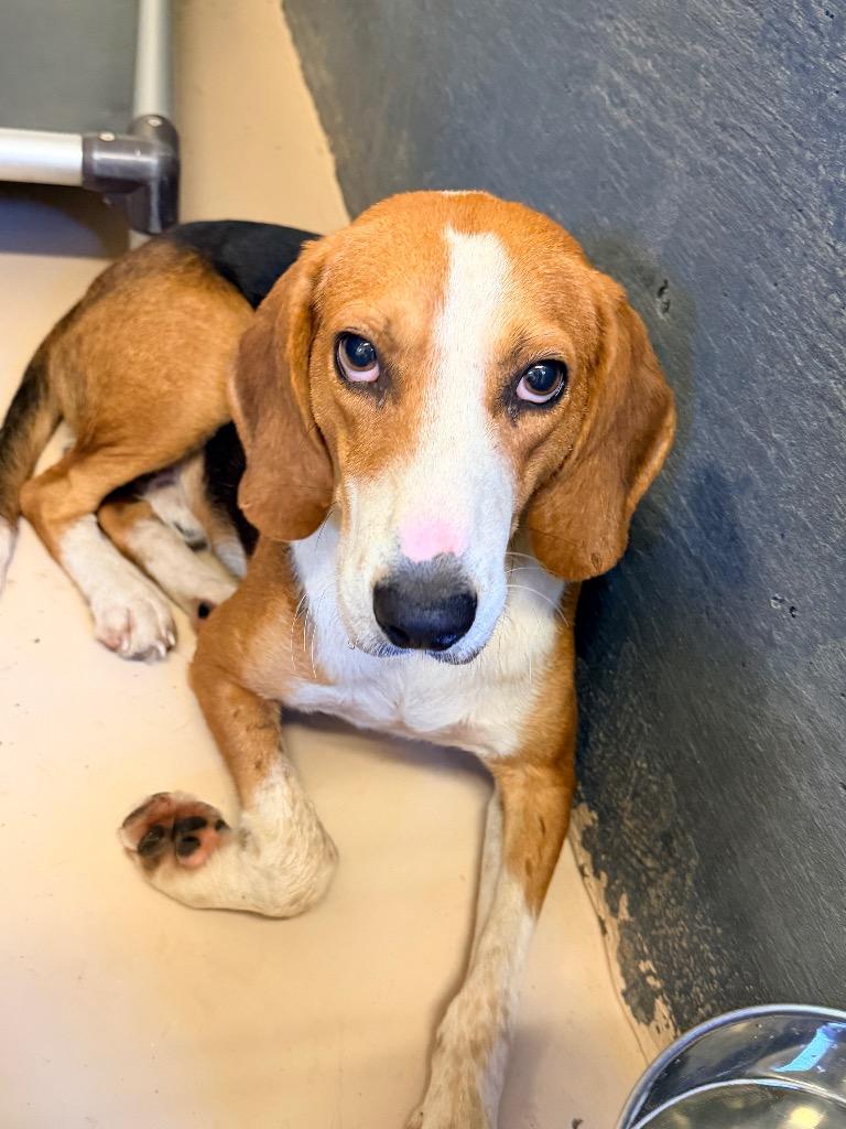 Enlarge Chad, a Adoptable Hound in Mineral, VA image 2/4